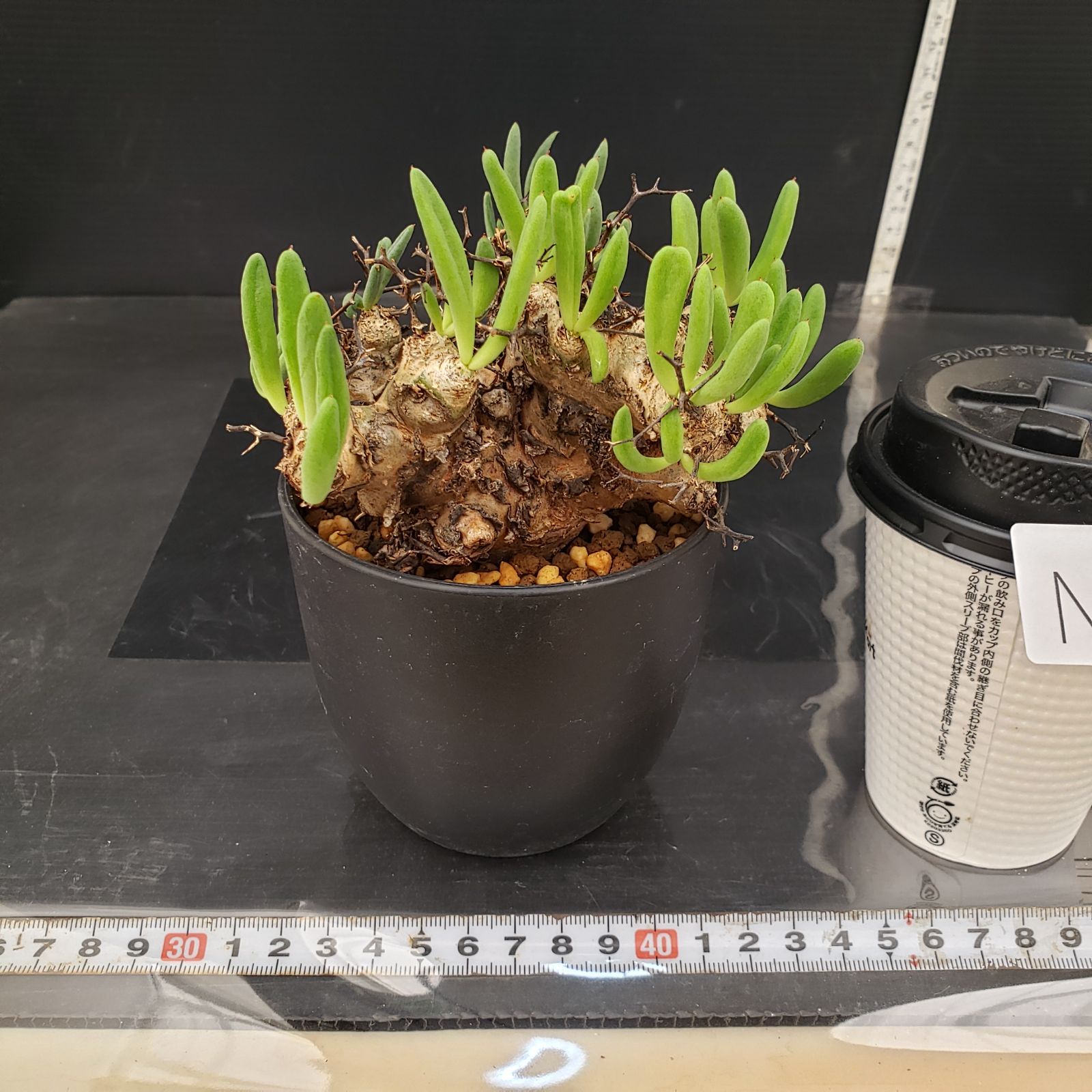 N299【自社養生株】チレコドン レティキュラータス 万物想（現地球・発