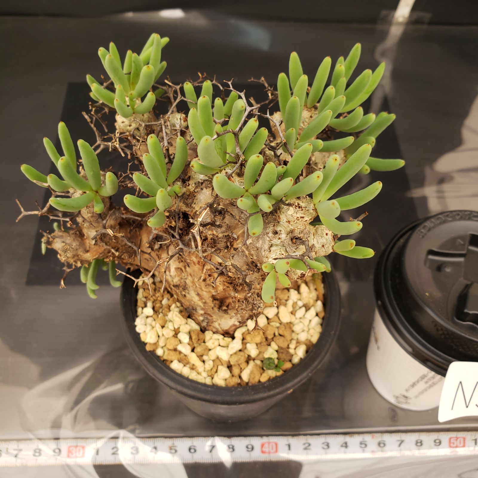 N300【自社養生株】チレコドン レティキュラータス 万物想（現地球・発