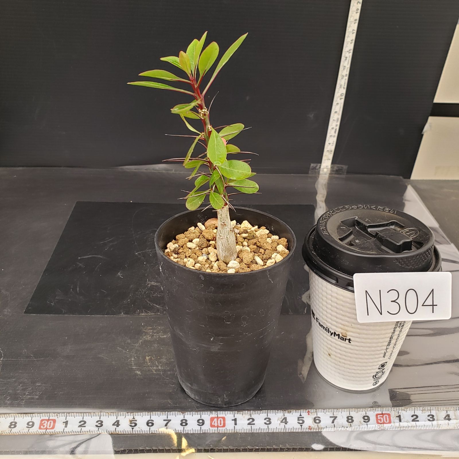 N304【自社養生株】フォークイエリア ファシクラータ（実生・発根株