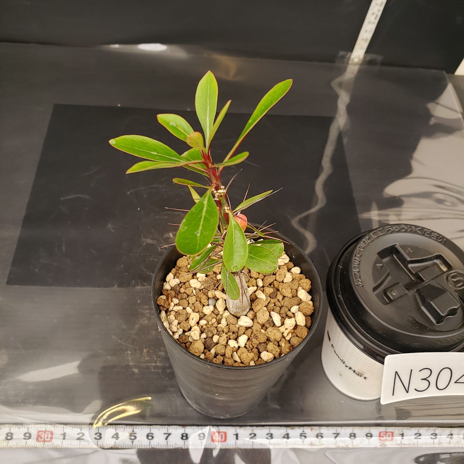 N304【自社養生株】フォークイエリア ファシクラータ（実生・発根株