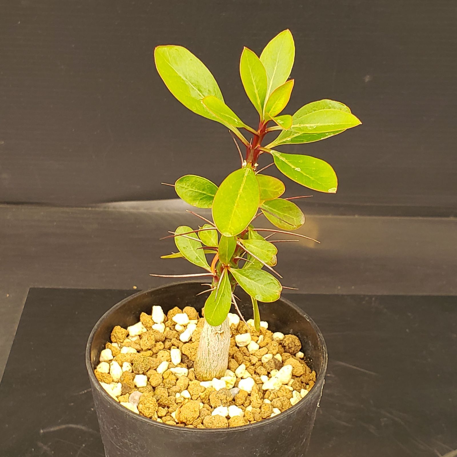 N304【自社養生株】フォークイエリア ファシクラータ（実生・発根株