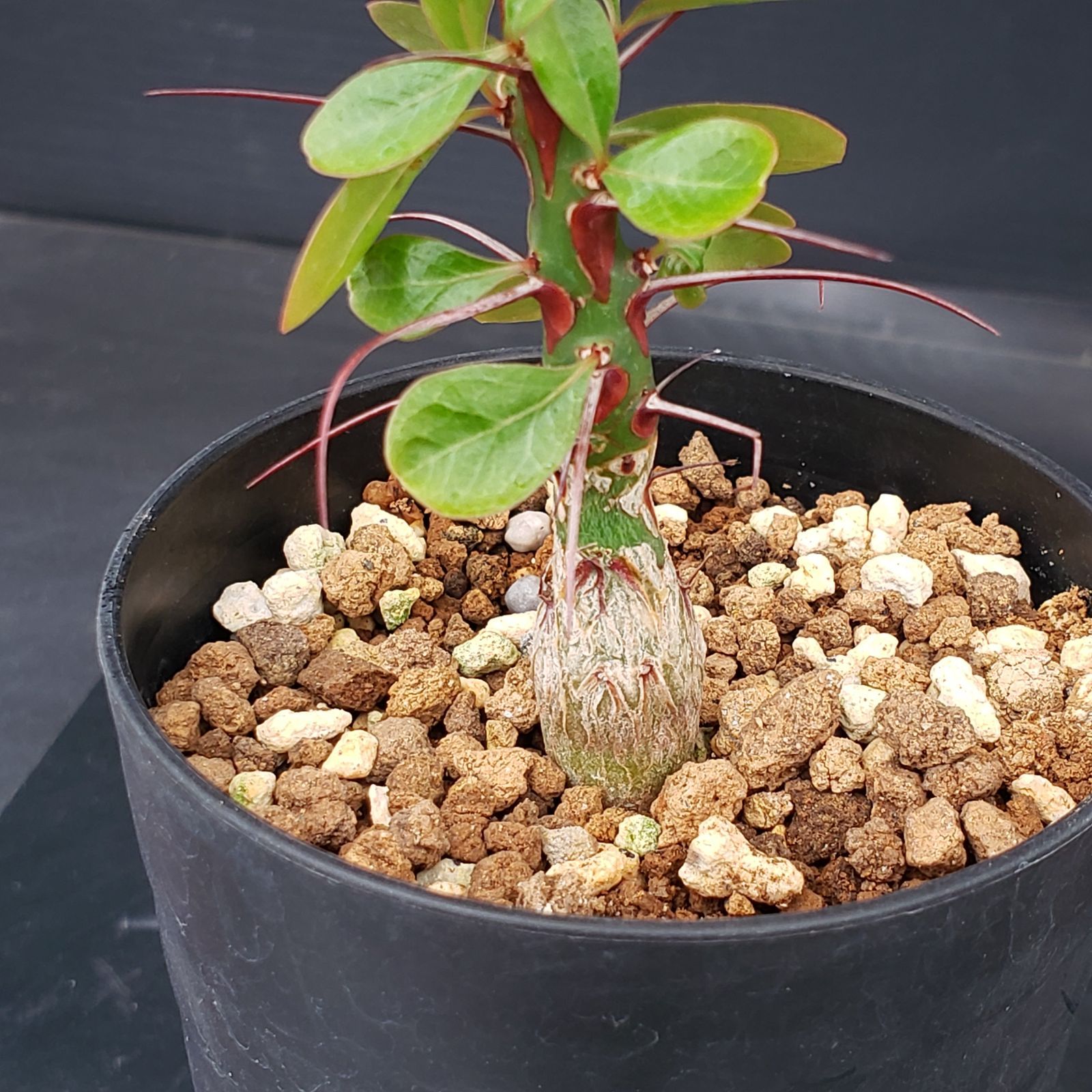 N305【自社養生株】フォークイエリア ファシクラータ（実生・発根株