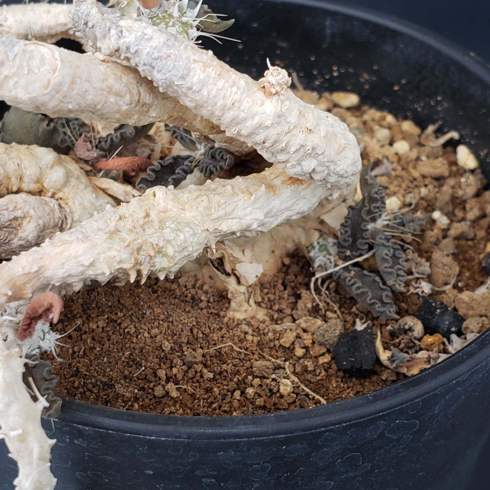 N306【自社養生株】ユーフォルビア トゥレアレンシス（挿し木・発根株