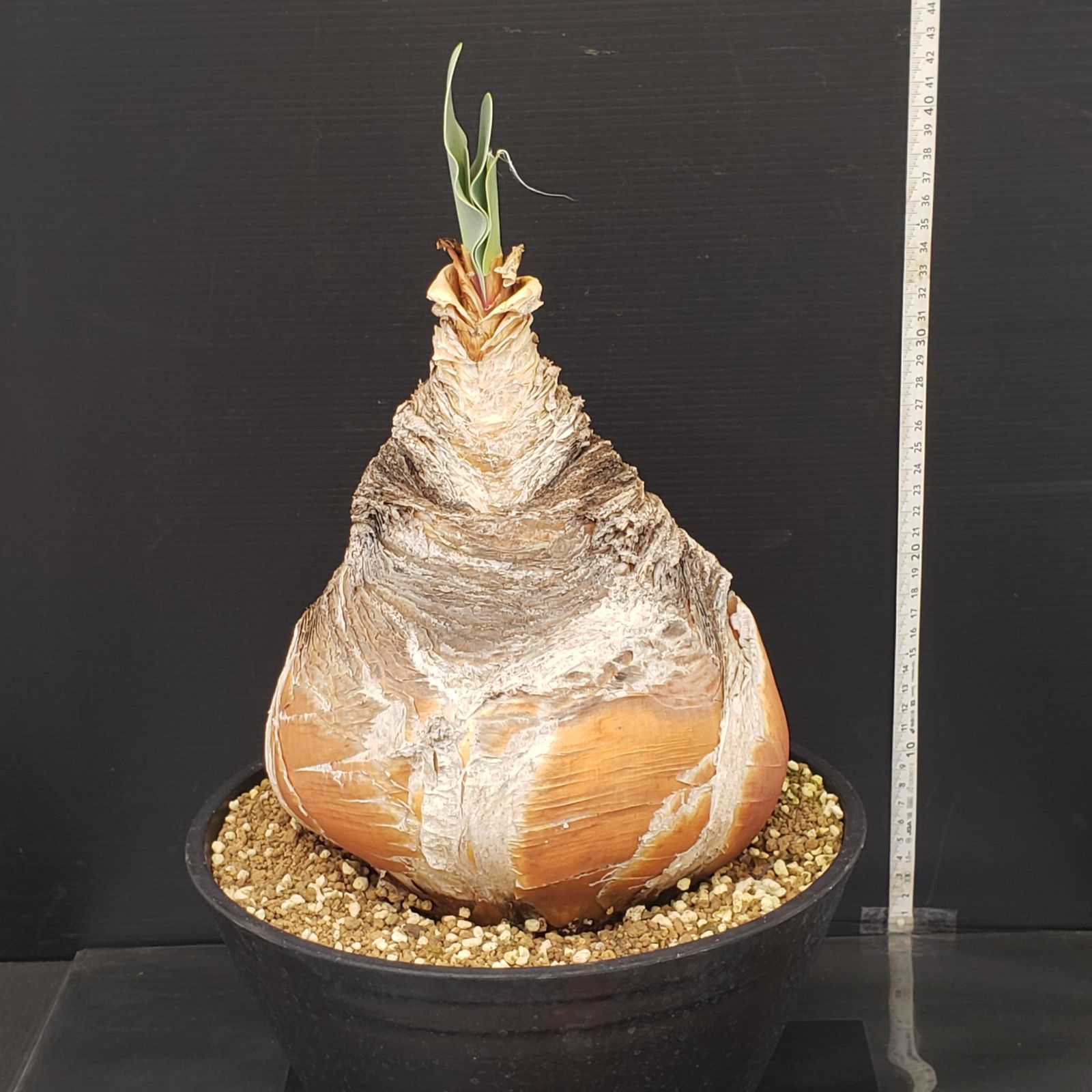 N313【自社養生株】ブーファン ハエマンソイデス（現地球・発根株