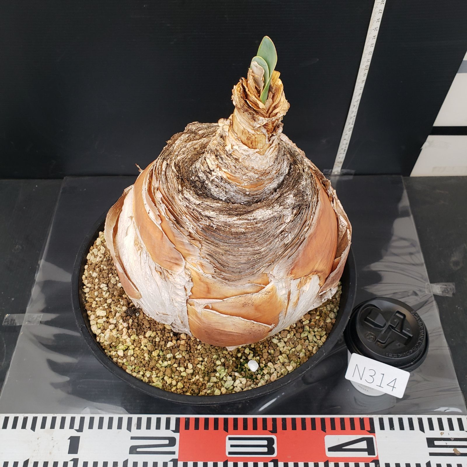 N314【自社養生株】ブーファン ハエマンソイデス（現地球・発根株