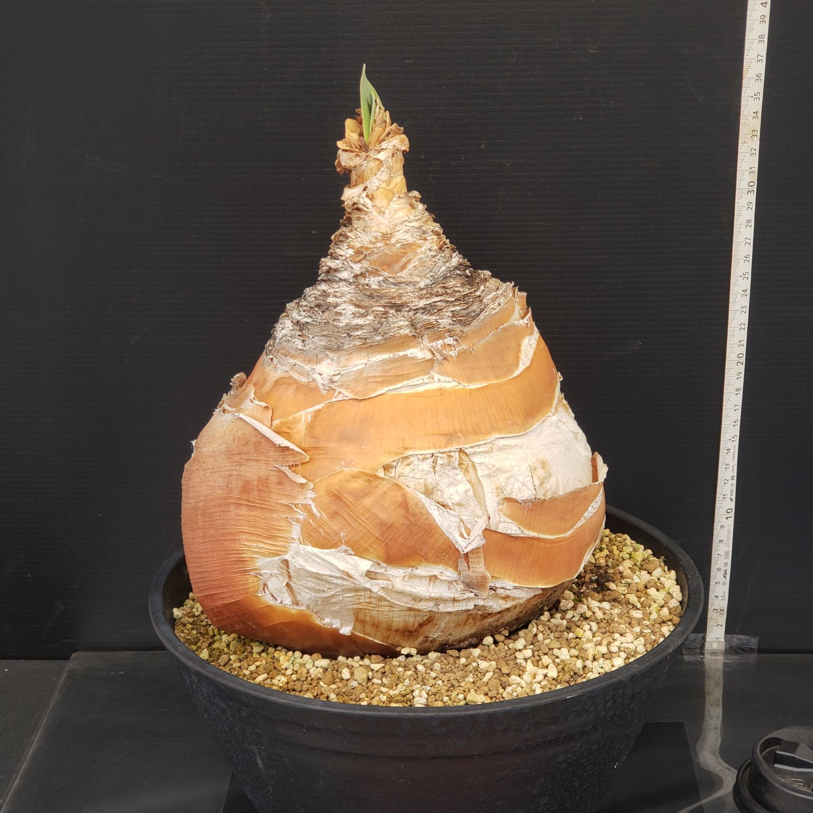 N314【自社養生株】ブーファン ハエマンソイデス（現地球・発根株