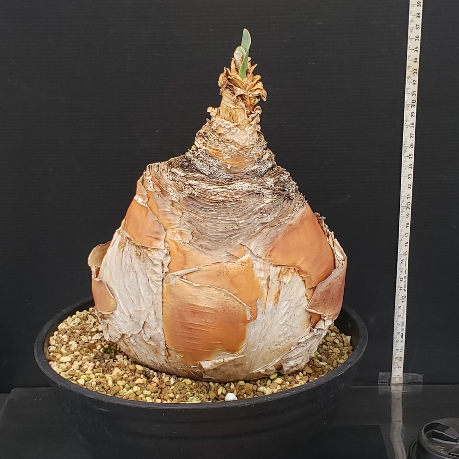 N314【自社養生株】ブーファン ハエマンソイデス（現地球・発根株