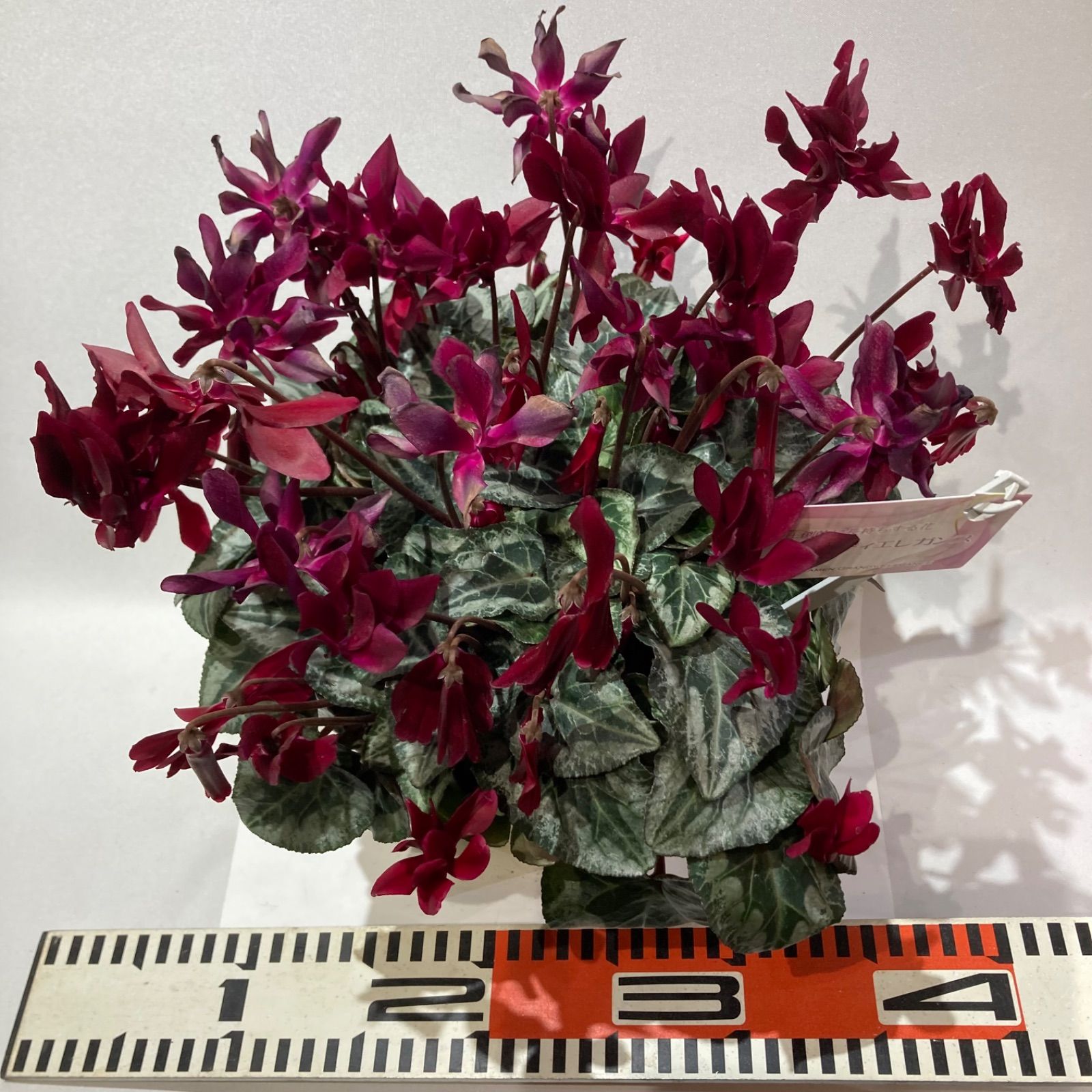 八重咲きシクラメン グランディエレガンス ダークレッド - メルカリ