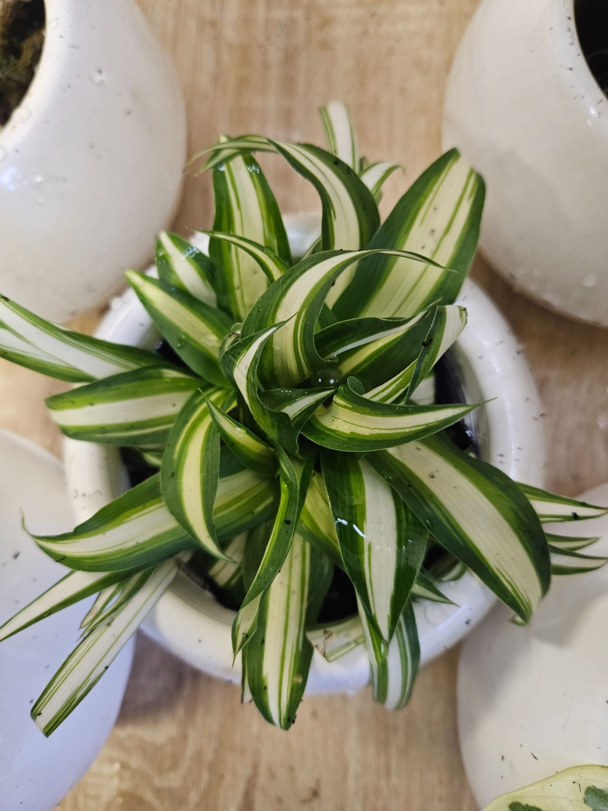 観葉植物5種セット 底面給水プラ鉢 - メルカリ