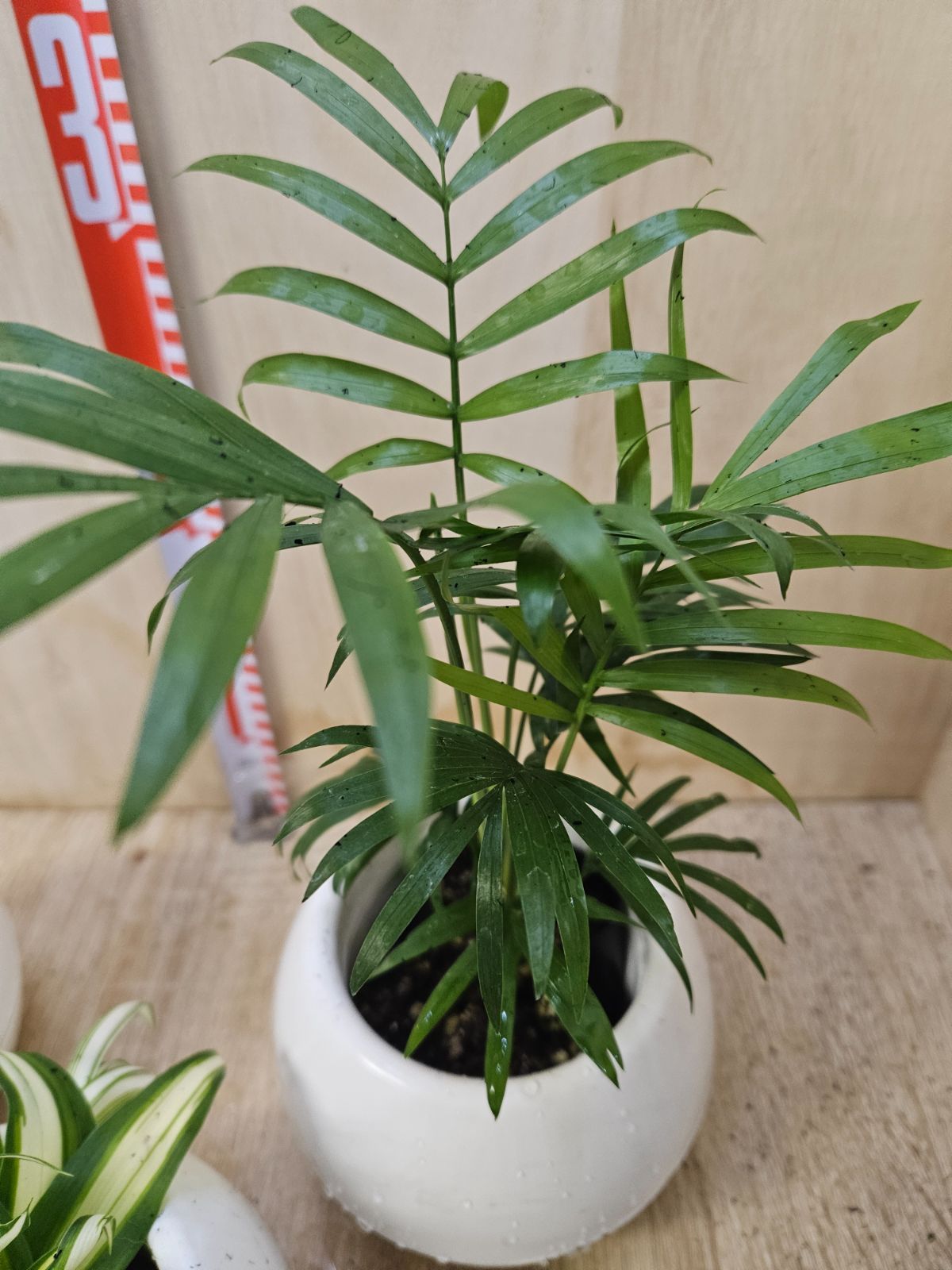 観葉植物5種セット 底面給水プラ鉢 - メルカリ