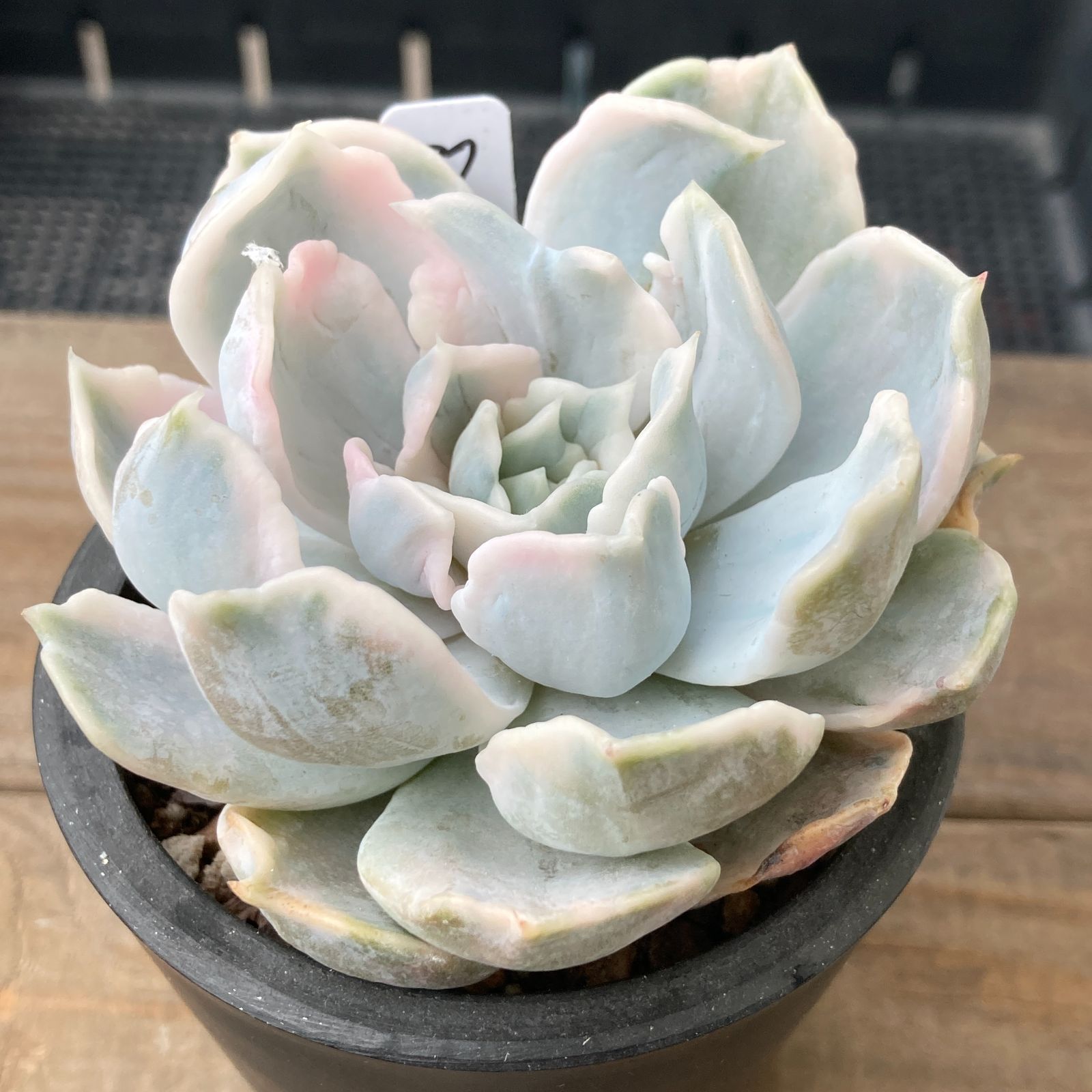 新入荷｜送料込】エケベリア 韓国苗 リラシナ錦（Echeveria lilacina