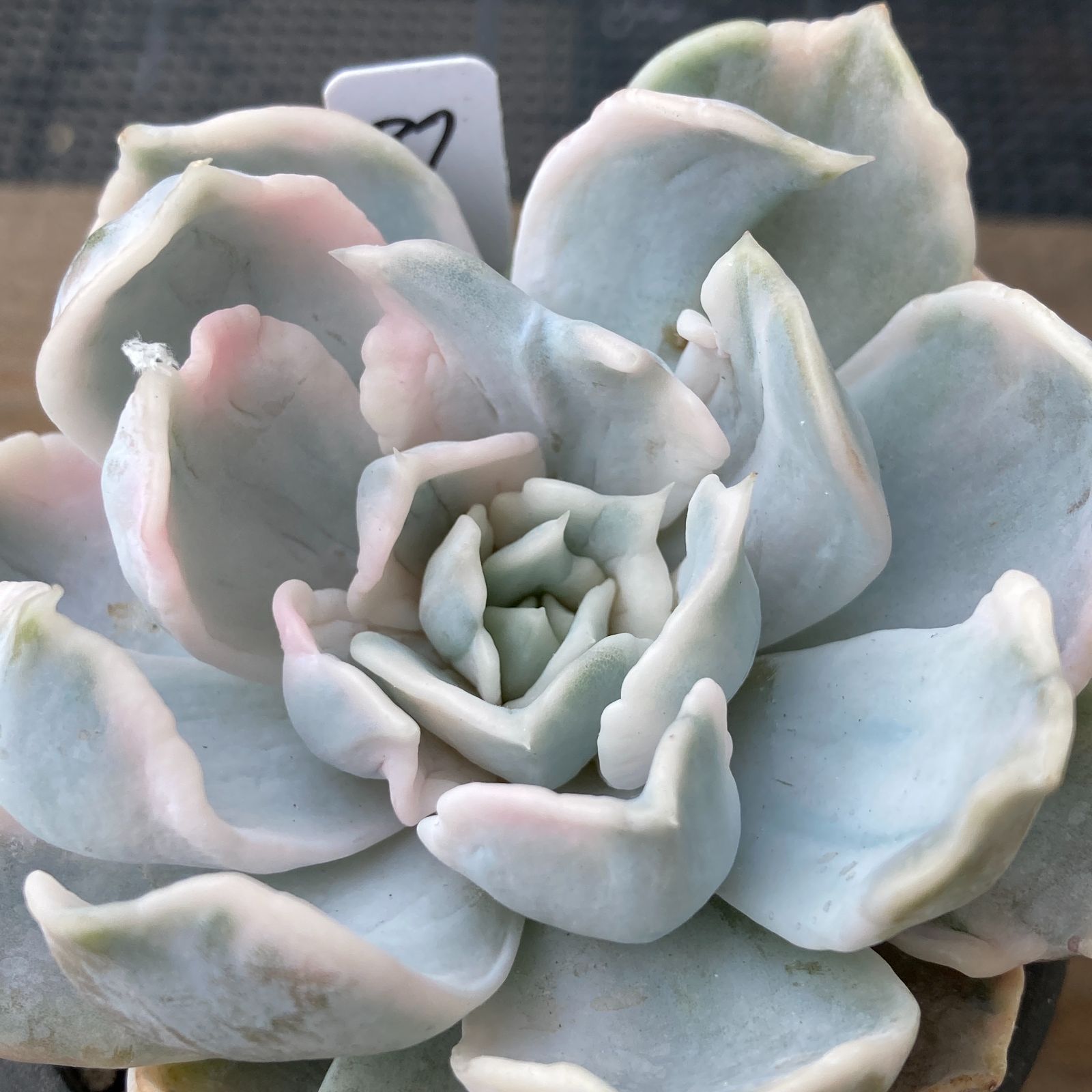 新入荷｜送料込】エケベリア 韓国苗 リラシナ錦（Echeveria lilacina