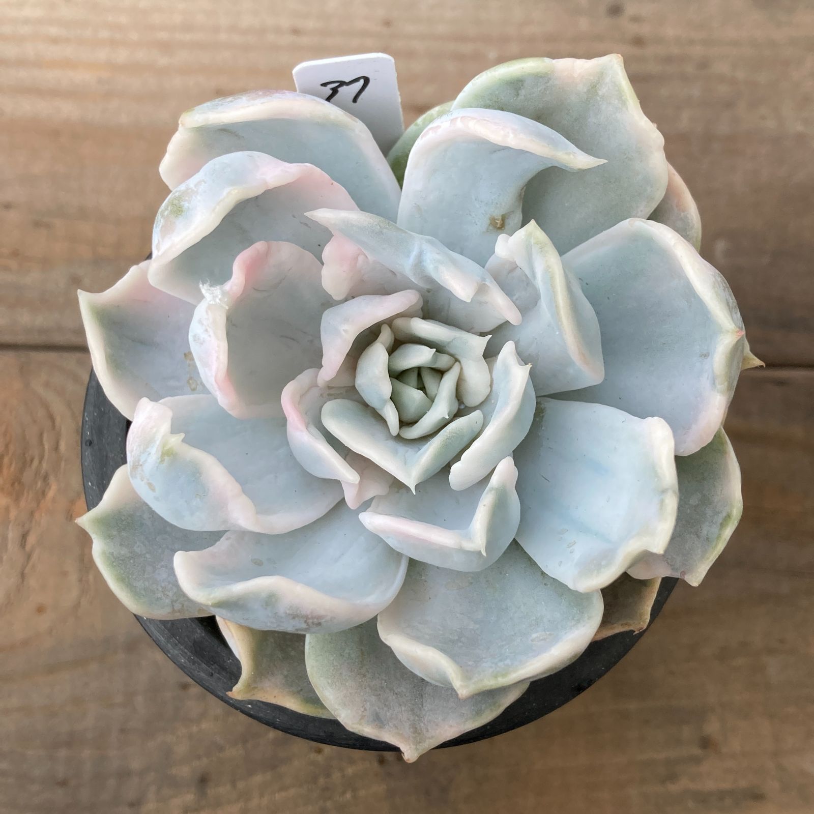 新入荷｜送料込】エケベリア 韓国苗 リラシナ錦（Echeveria lilacina