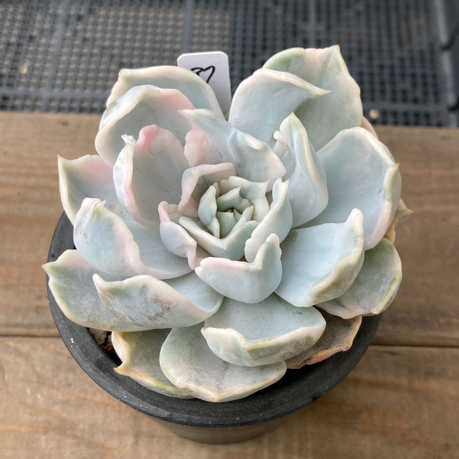 新入荷｜送料込】エケベリア 韓国苗 リラシナ錦（Echeveria lilacina