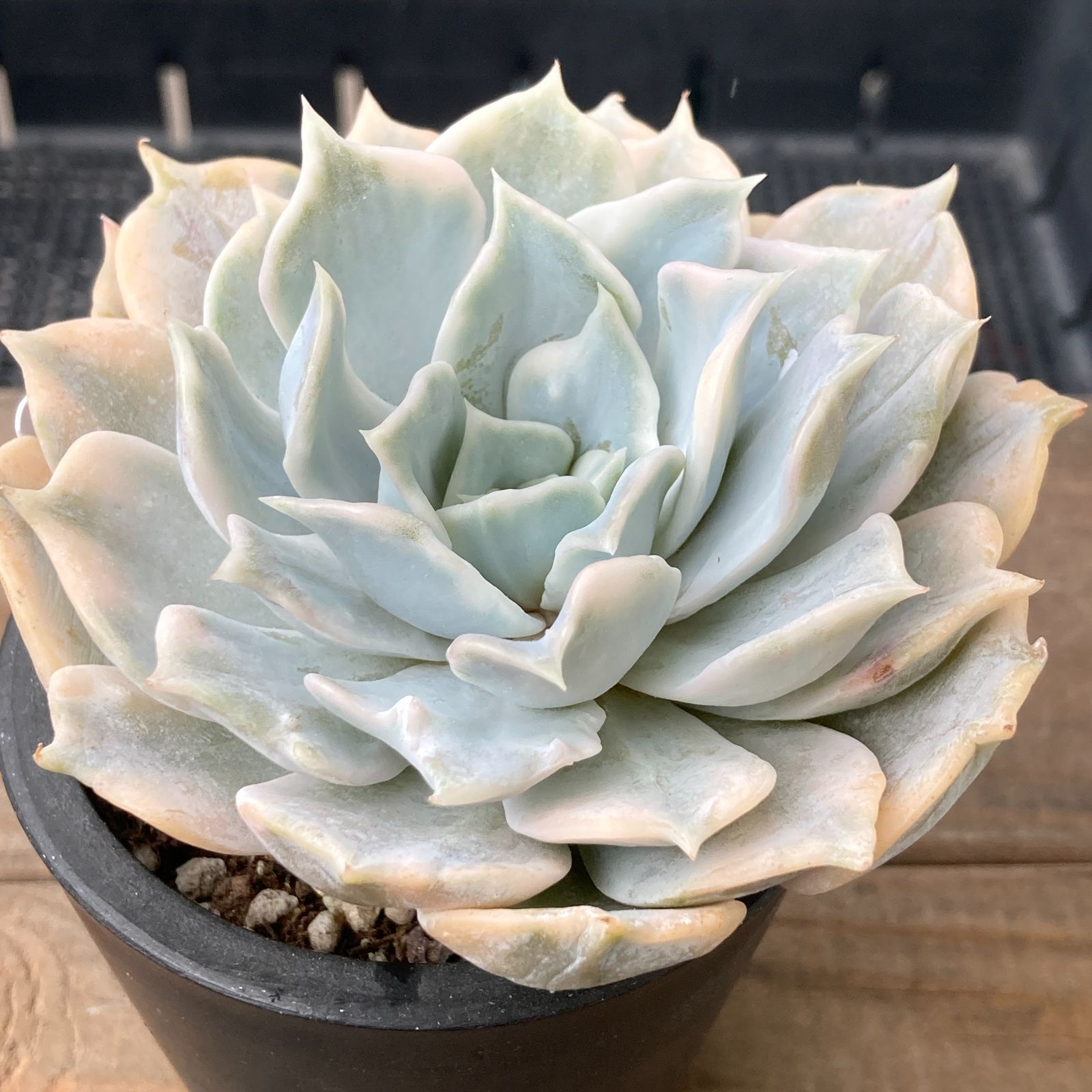 新入荷｜送料込】エケベリア 韓国苗 リラシナ錦（Echeveria lilacina