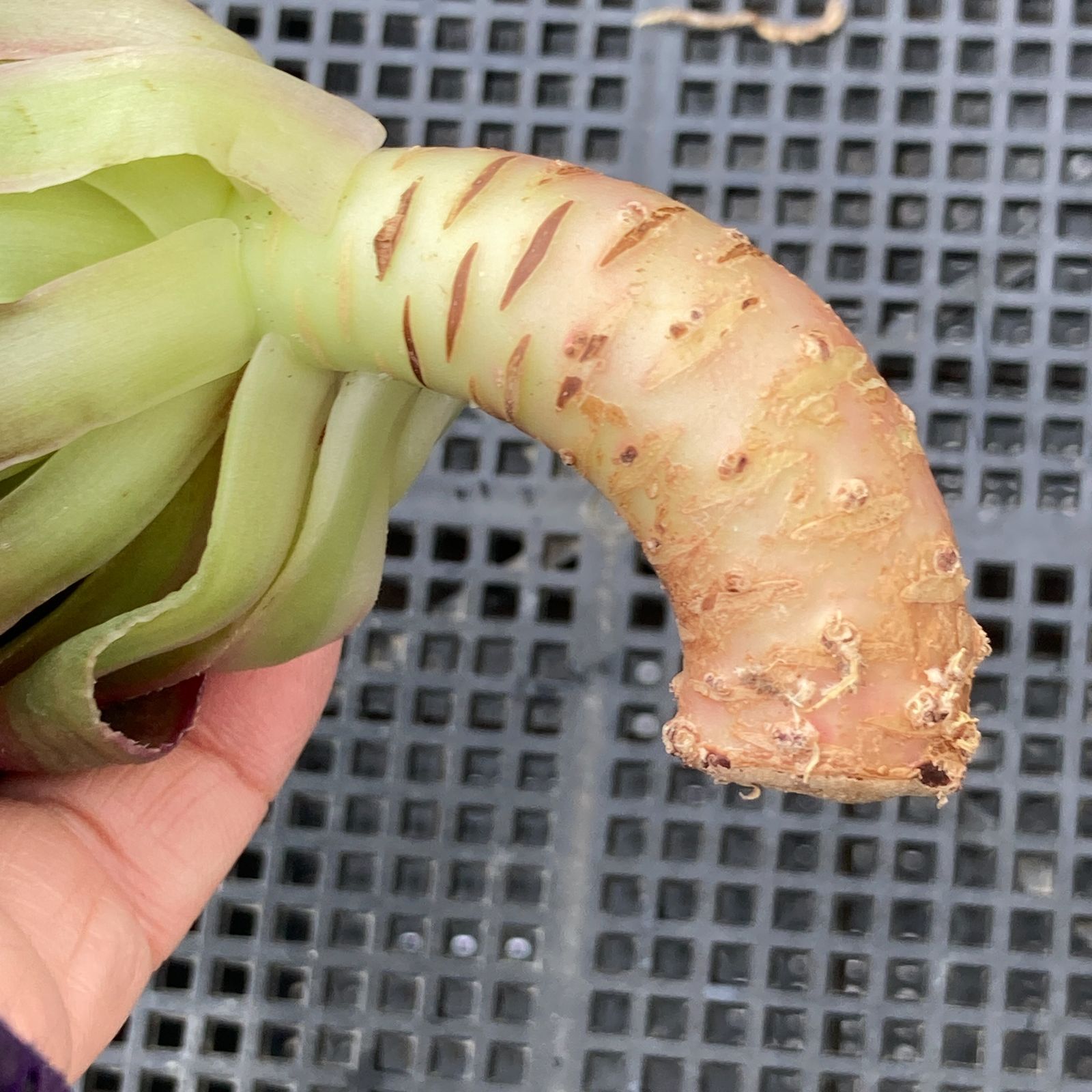 新入荷｜送料込】アエオニウム 韓国苗 オクス（Aeonium Oksu） 多肉