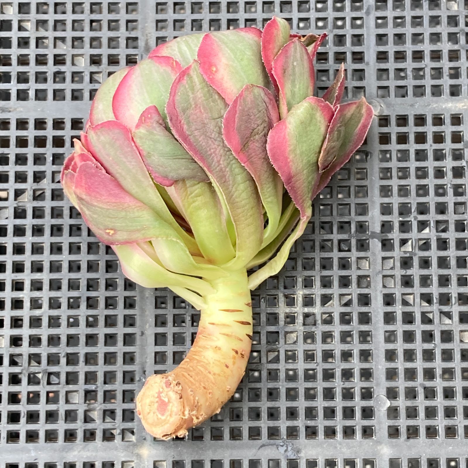 新入荷｜送料込】アエオニウム 韓国苗 オクス（Aeonium Oksu） 多肉