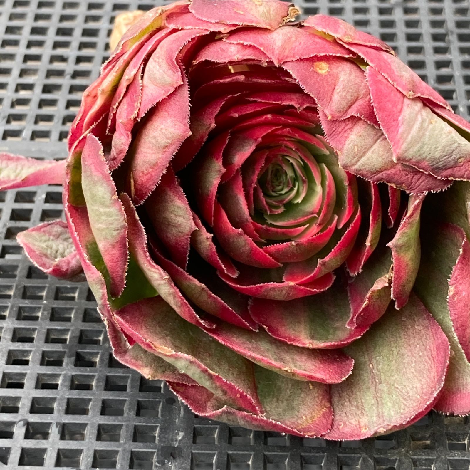 新入荷｜送料込】アエオニウム 韓国苗 オクス（Aeonium Oksu） 多肉