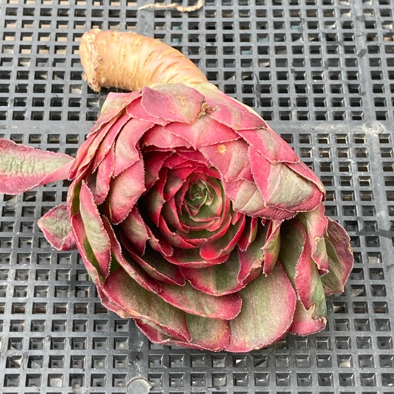 新入荷｜送料込】アエオニウム 韓国苗 オクス（Aeonium Oksu） 多肉