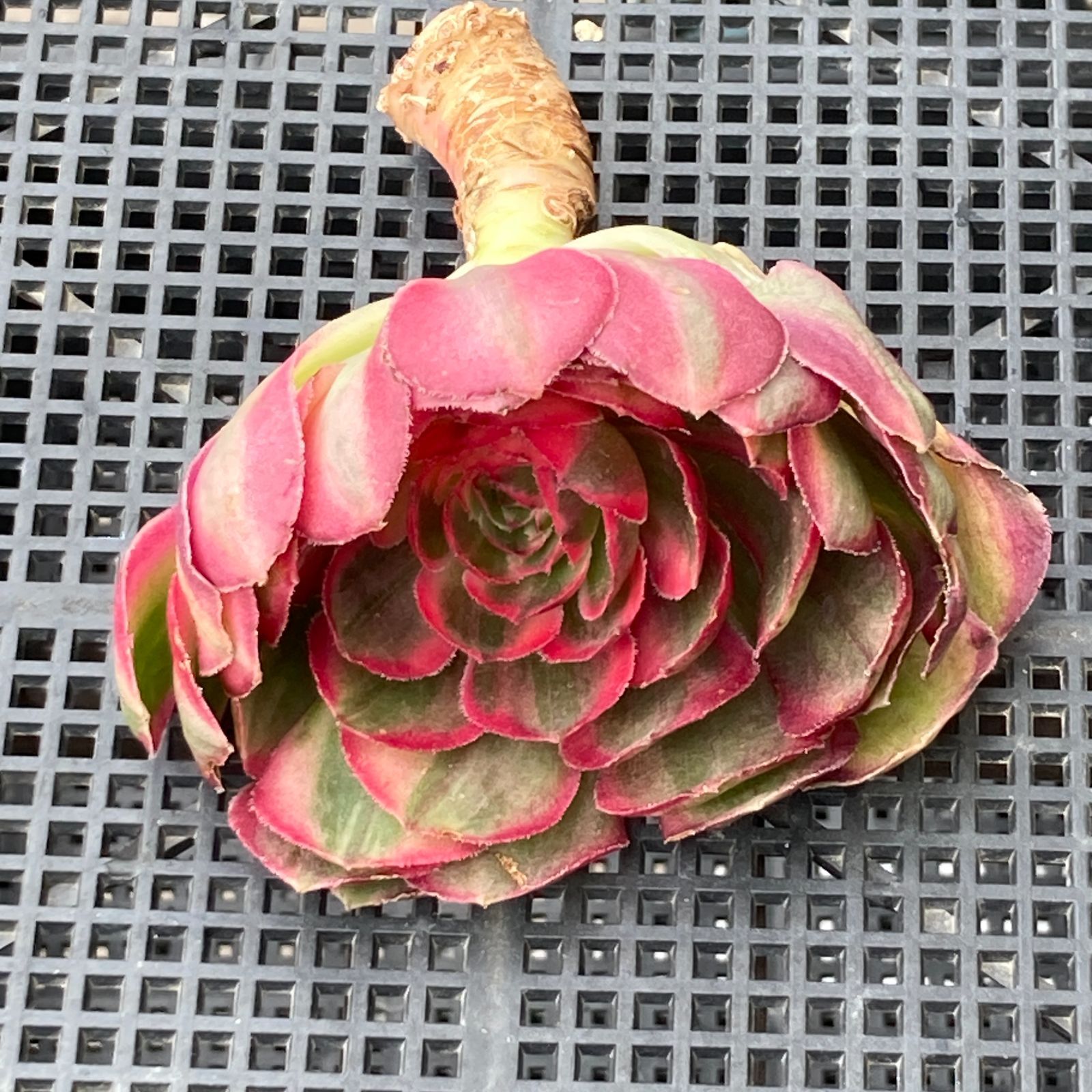 新入荷｜送料込】アエオニウム 韓国苗 オクス（Aeonium Oksu） 多肉