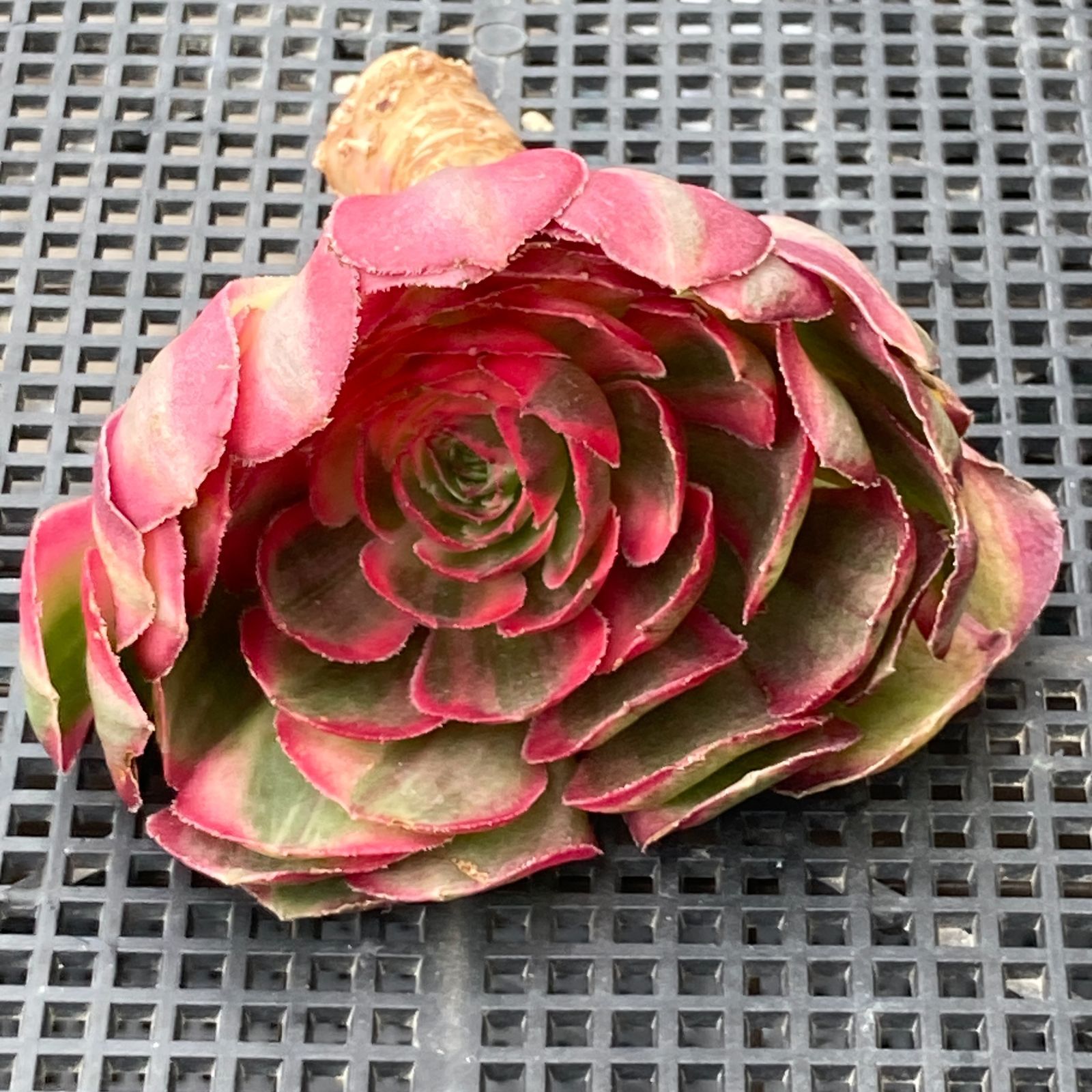 新入荷｜送料込】アエオニウム 韓国苗 オクス（Aeonium Oksu） 多肉