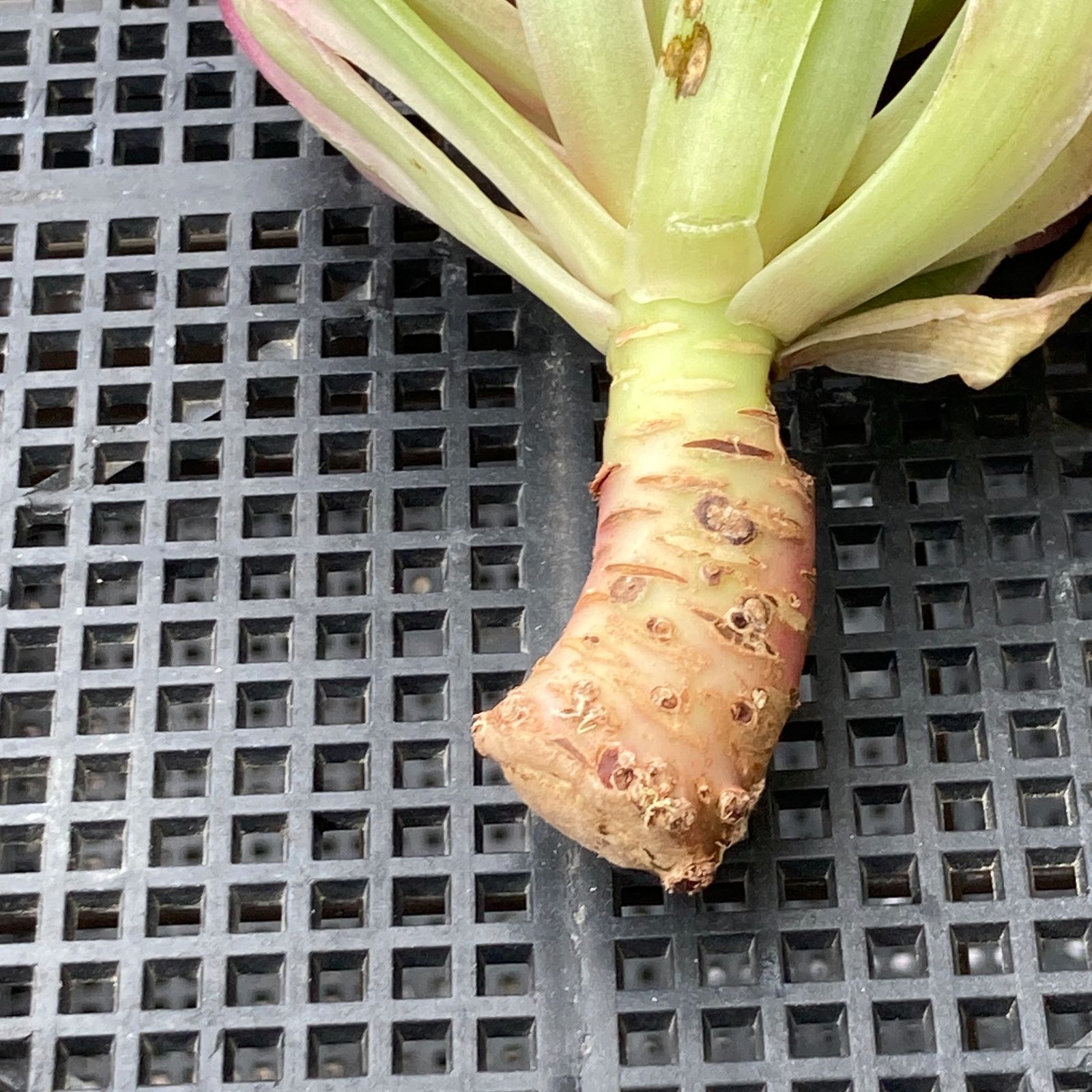 新入荷｜送料込】アエオニウム 韓国苗 オクス（Aeonium Oksu） 多肉