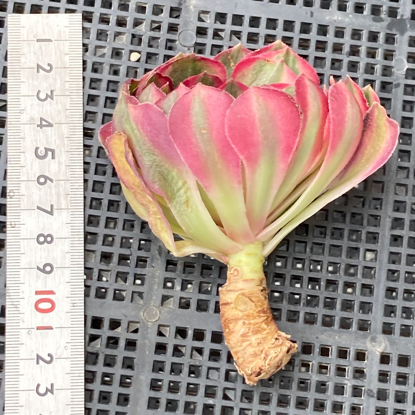 新入荷｜送料込】アエオニウム 韓国苗 オクス（Aeonium Oksu） 多肉