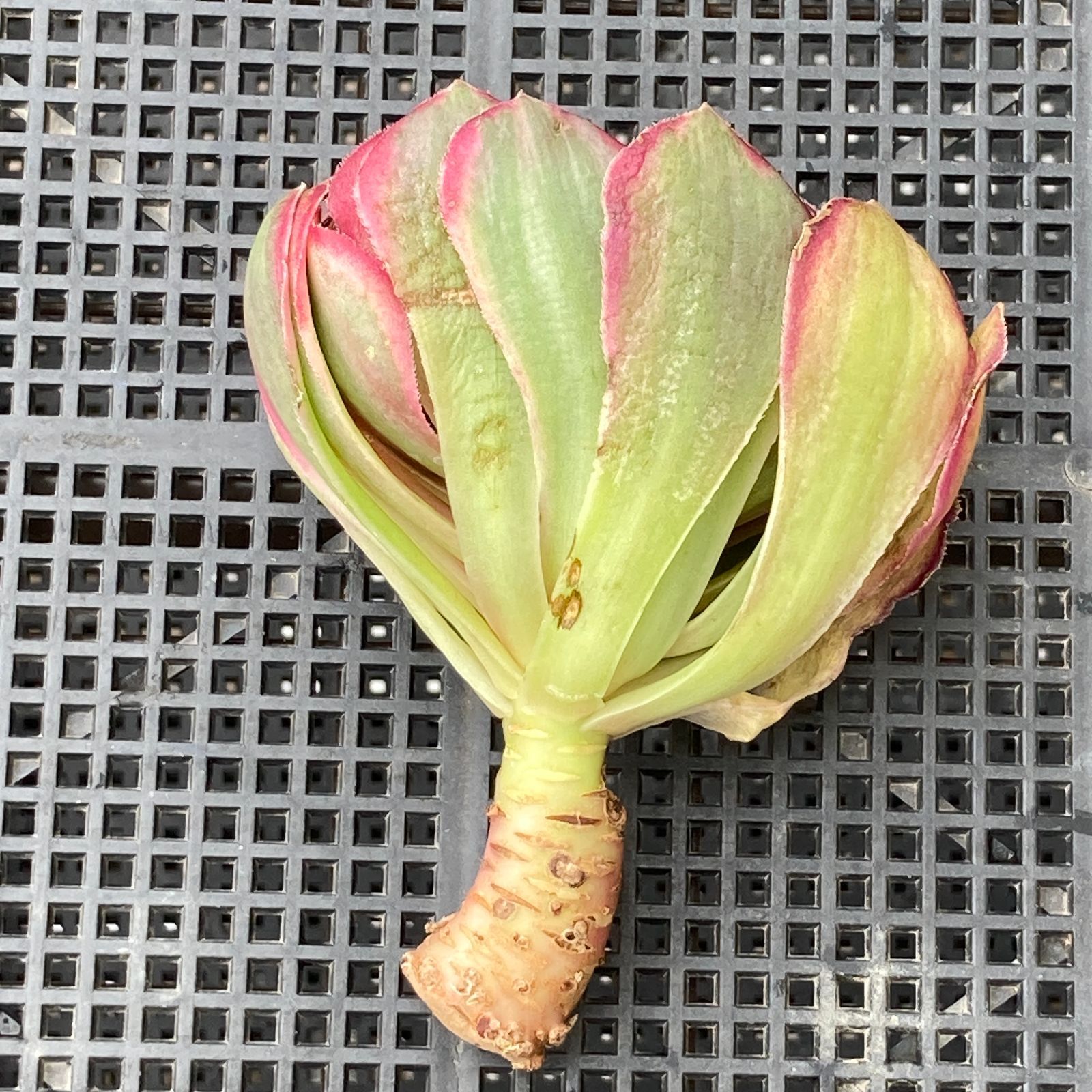 新入荷｜送料込】アエオニウム 韓国苗 オクス（Aeonium Oksu） 多肉