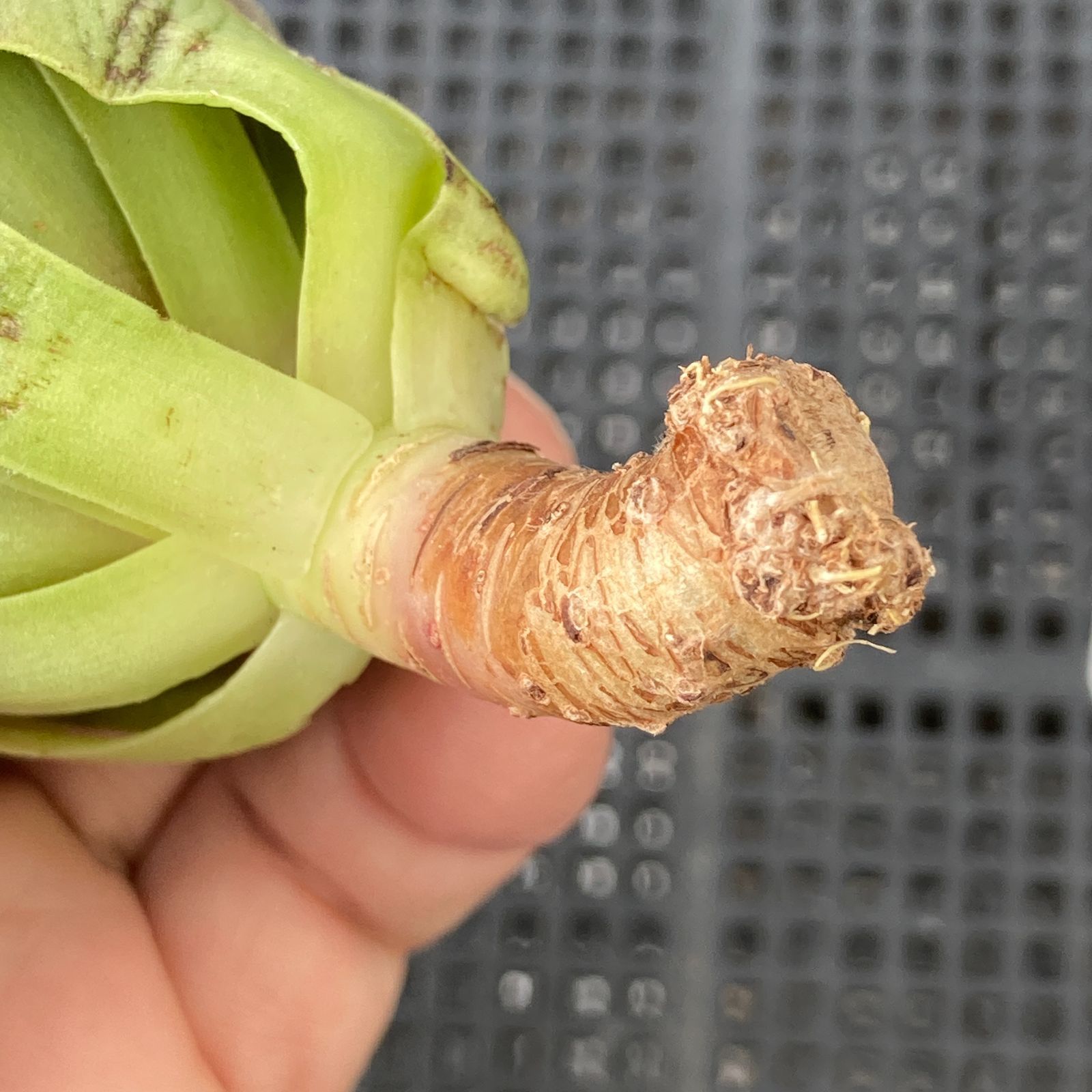 新入荷｜送料込】アエオニウム 韓国苗 プリンセス（Aeonium Princess