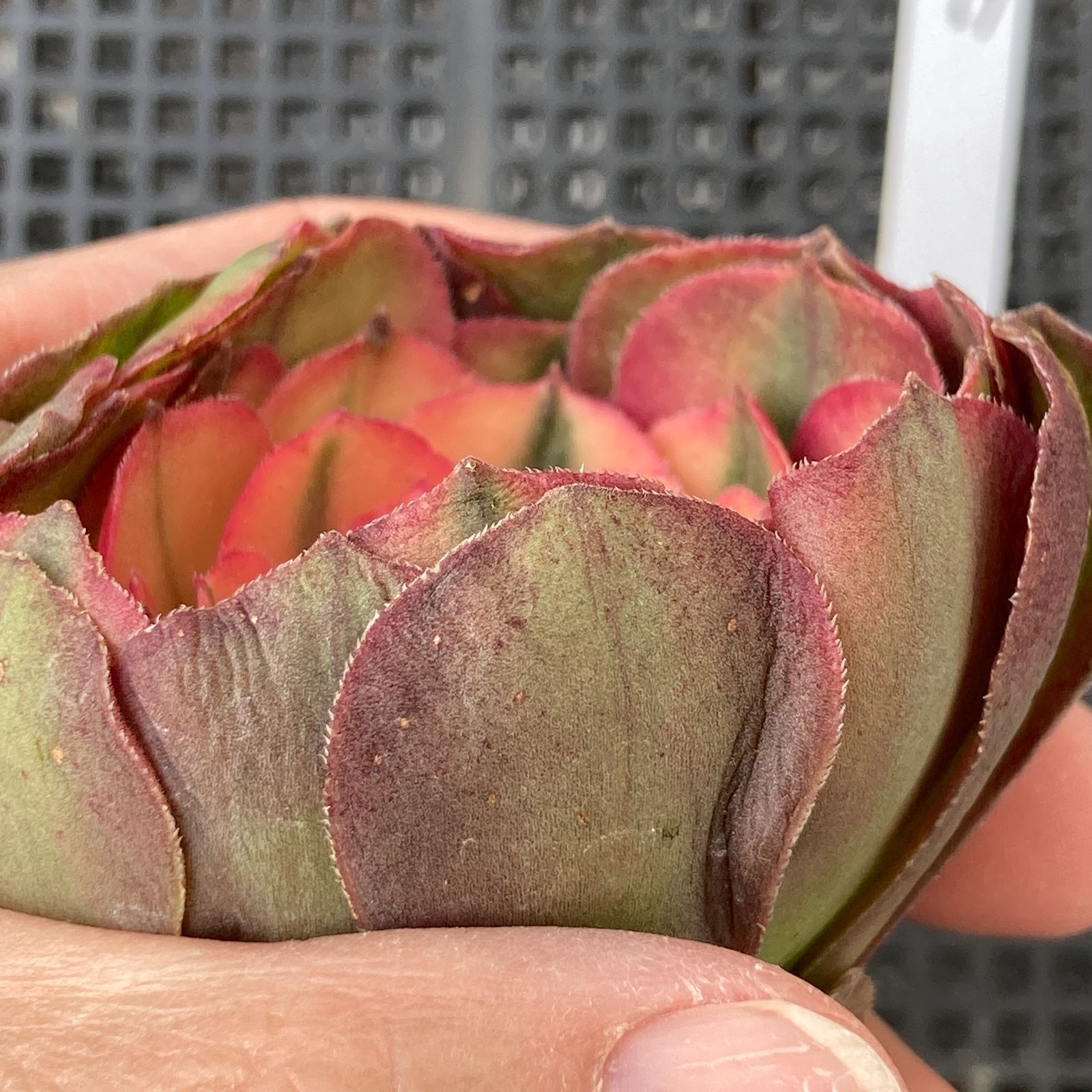 新入荷｜送料込】アエオニウム 韓国苗 プリンセス（Aeonium Princess