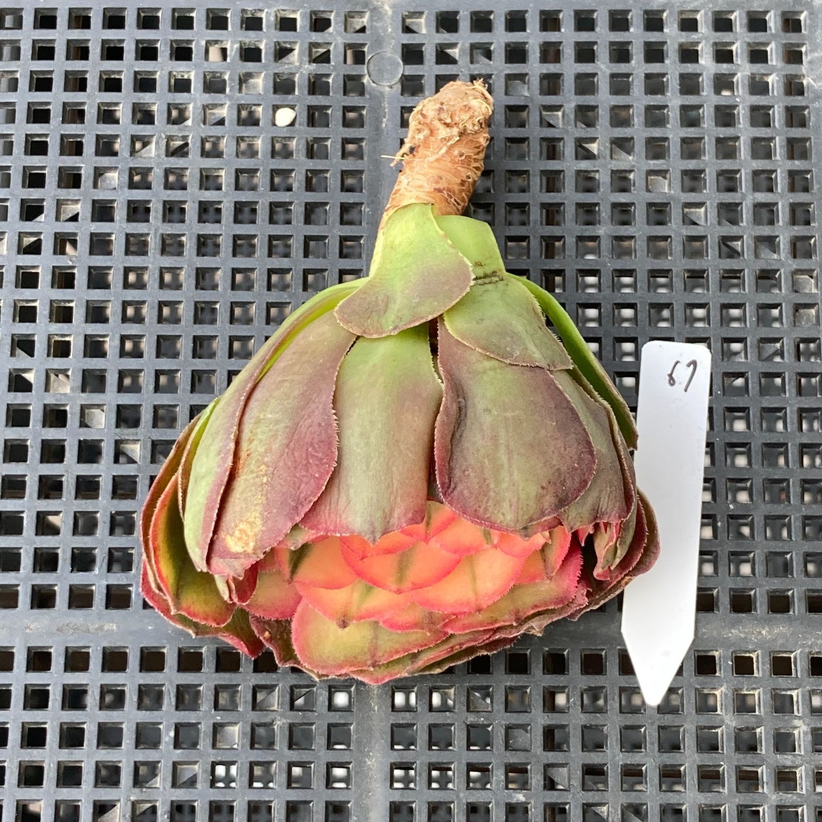 新入荷｜送料込】アエオニウム 韓国苗 プリンセス（Aeonium Princess