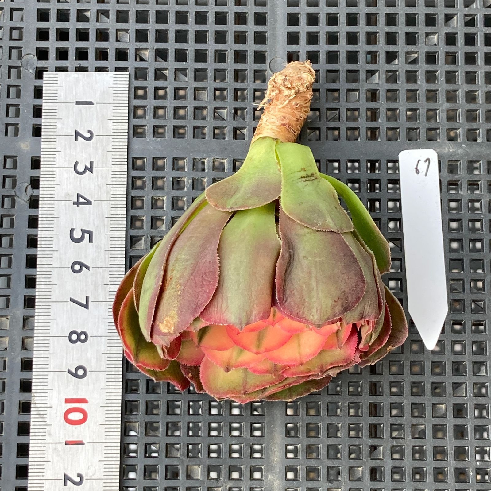 新入荷｜送料込】アエオニウム 韓国苗 プリンセス（Aeonium Princess