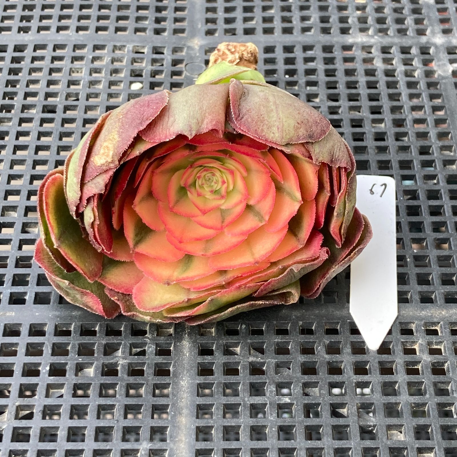 新入荷｜送料込】アエオニウム 韓国苗 プリンセス（Aeonium Princess