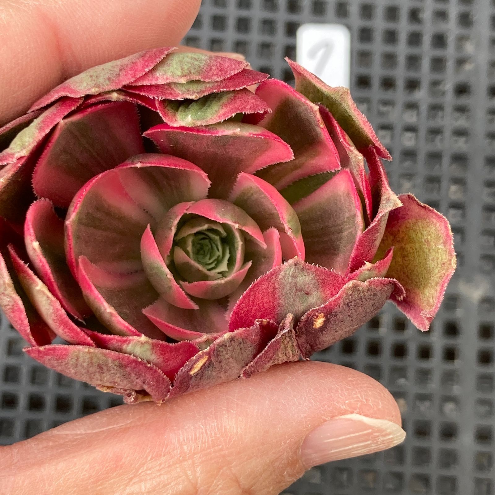 新入荷｜送料込】アエオニウム 韓国苗 フラワーダンス（Aeonium Flower
