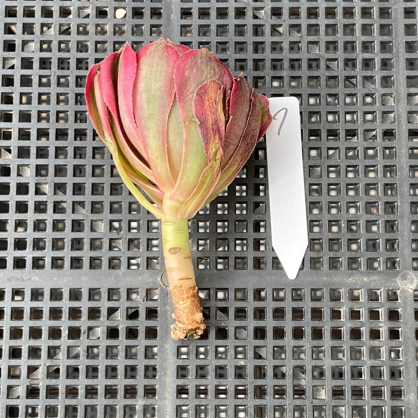 新入荷｜送料込】アエオニウム 韓国苗 フラワーダンス（Aeonium Flower