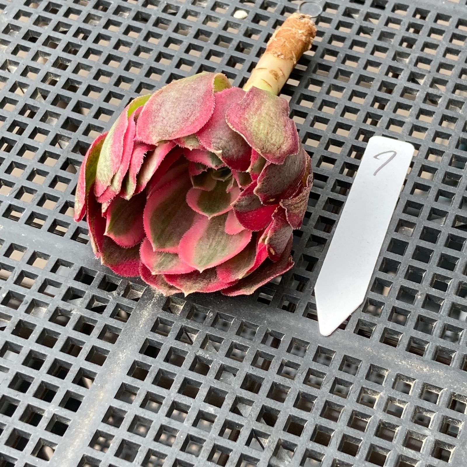 新入荷｜送料込】アエオニウム 韓国苗 フラワーダンス（Aeonium Flower