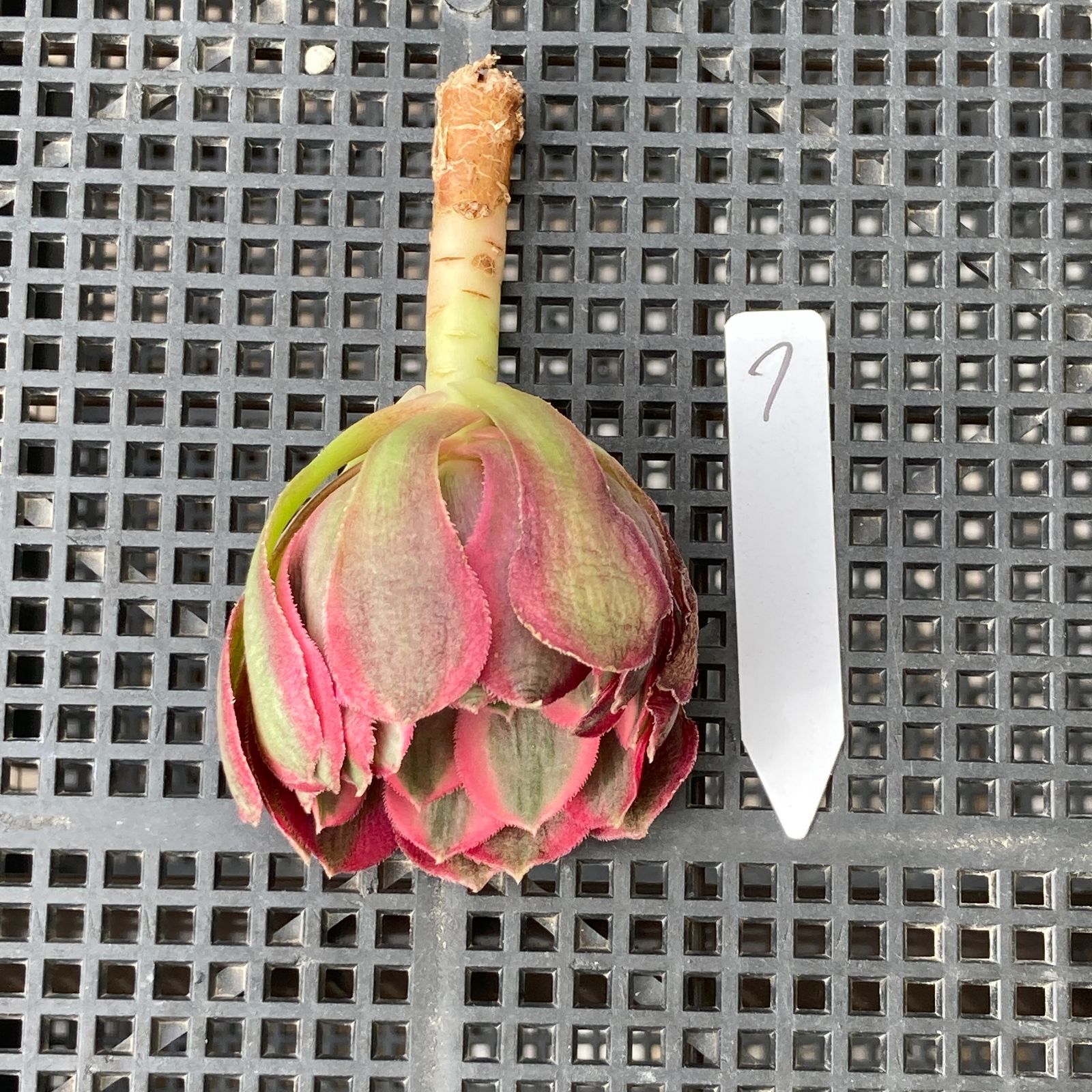 新入荷｜送料込】アエオニウム 韓国苗 フラワーダンス（Aeonium Flower