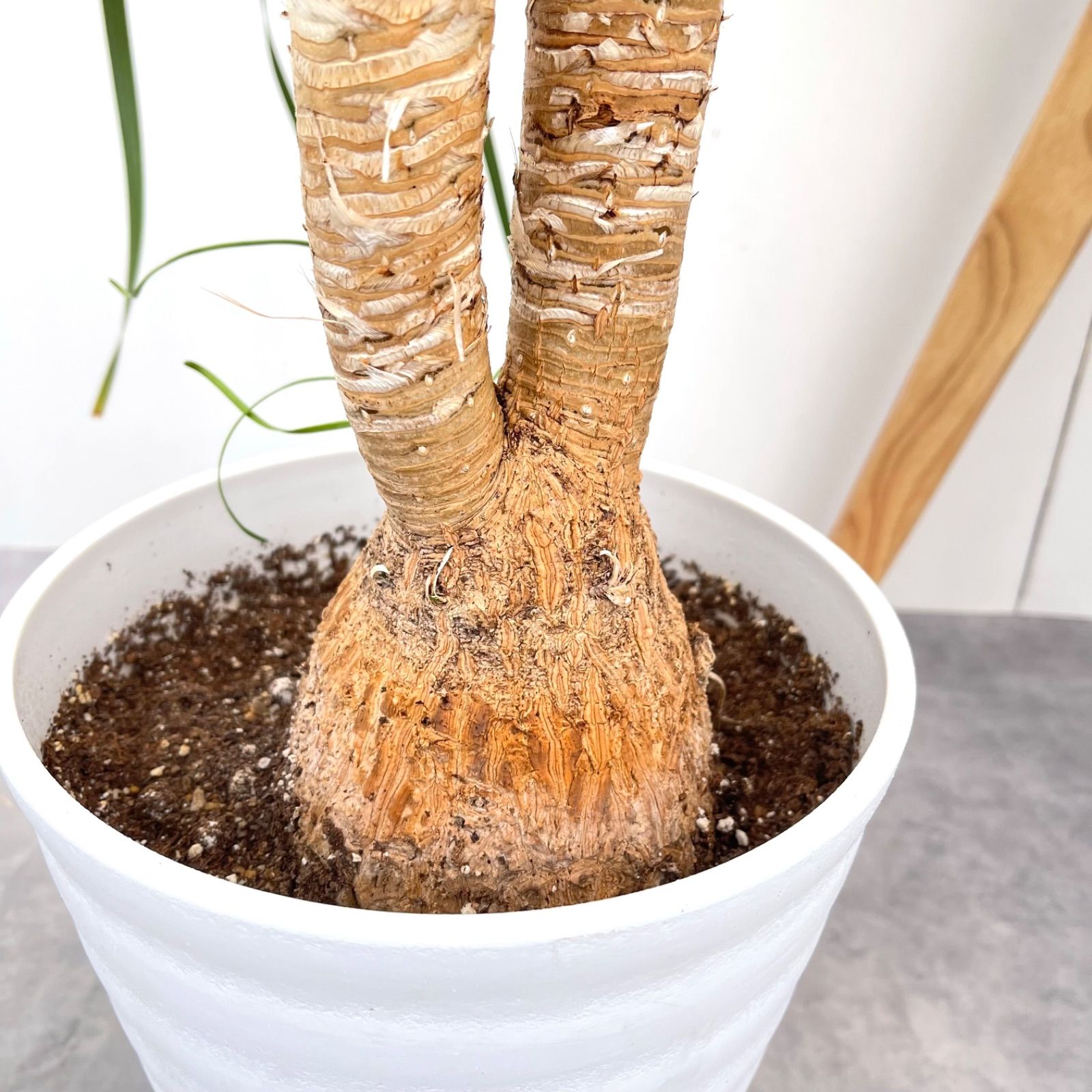 トックリラン ポニーテール ノリナ 2【現品】観葉植物 室内 7号 - メルカリ