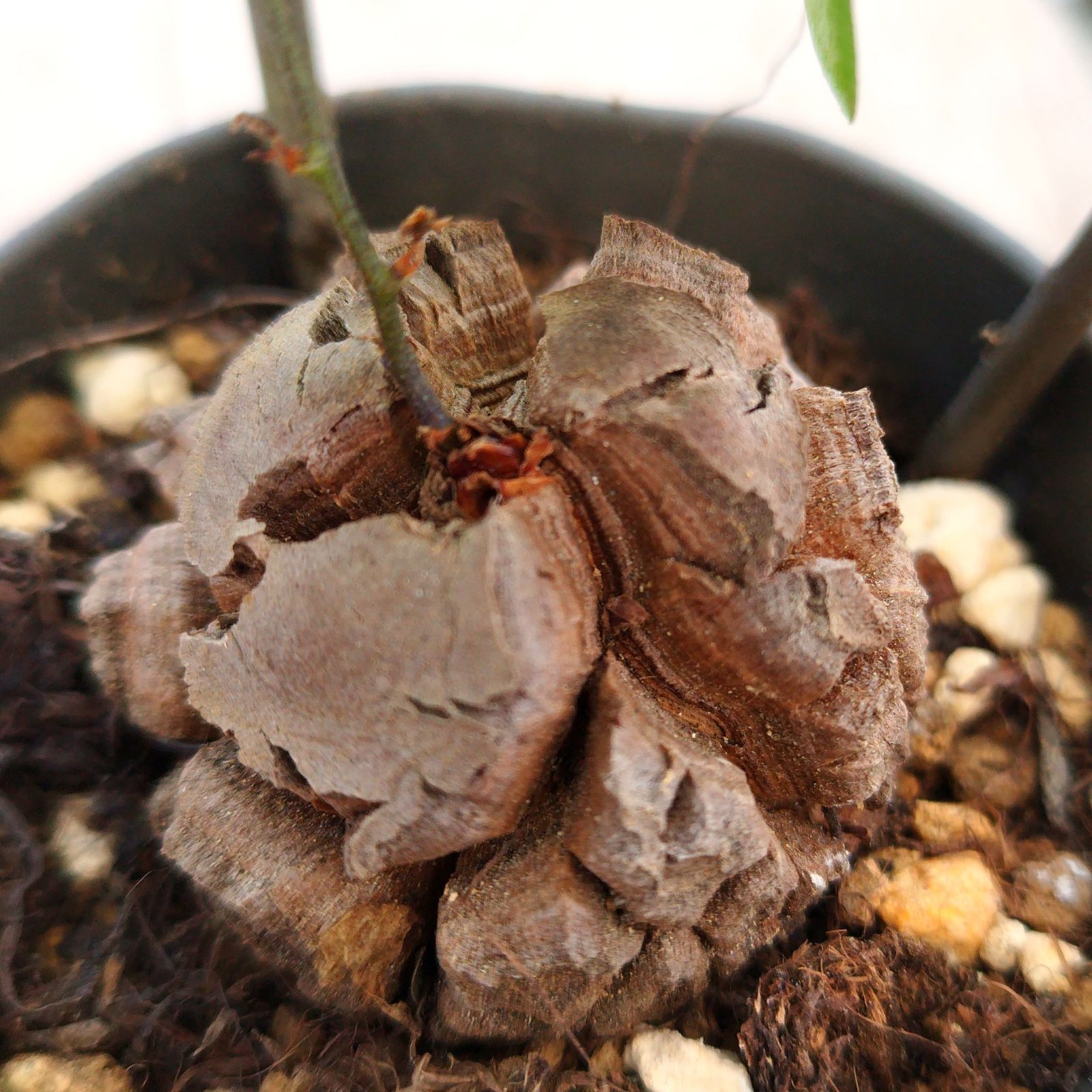 塊根植物 アフリカ亀甲竜 実生 ポットごと - メルカリ