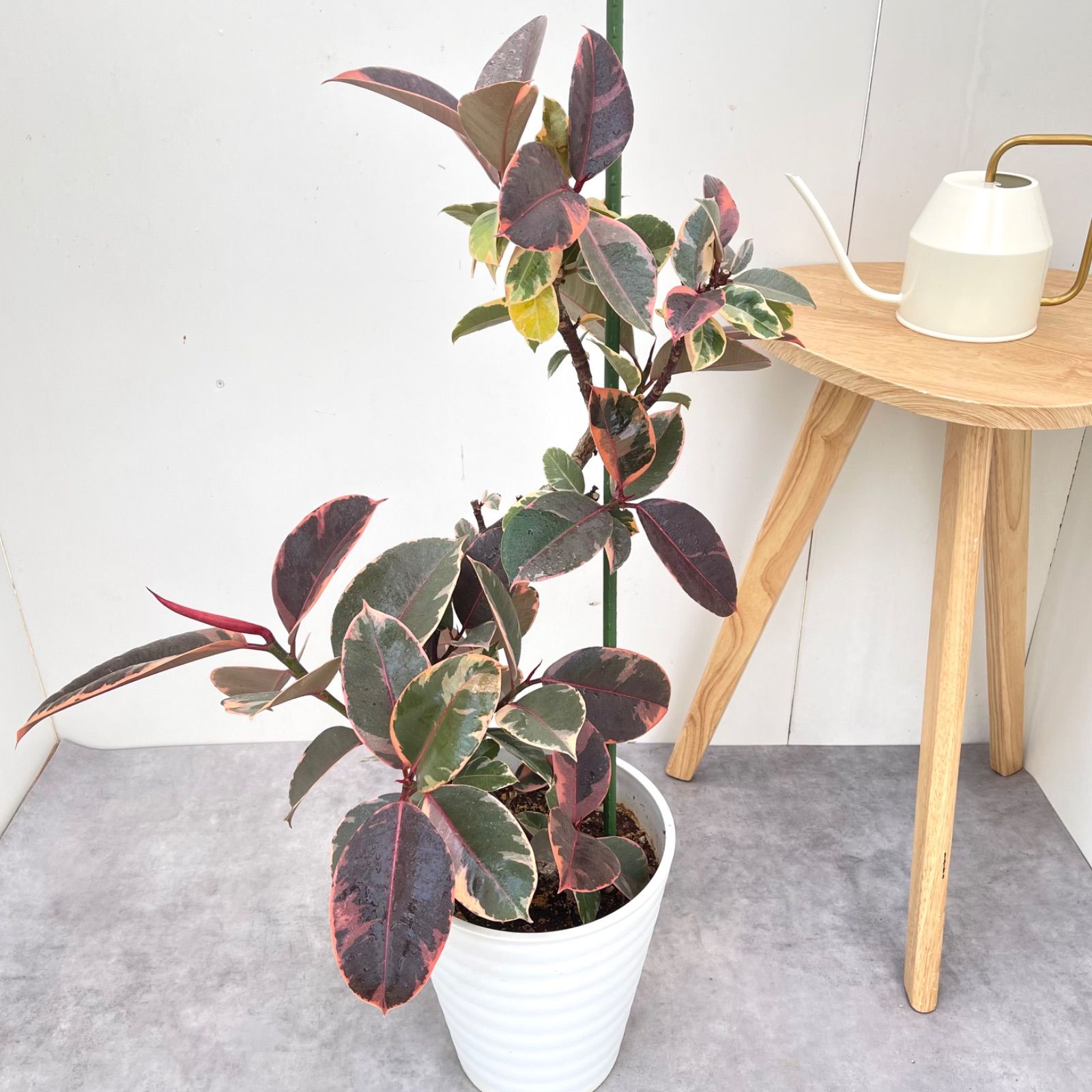 フィカス ルビー 曲がり 1【現品】観葉植物 室内 大型 - メルカリ