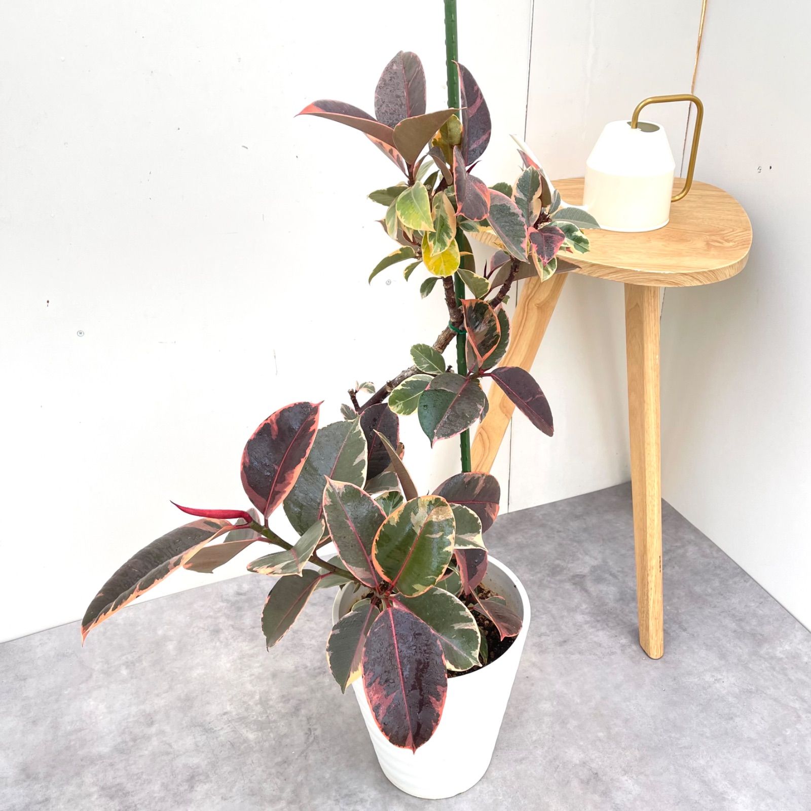 フィカス ルビー 曲がり 1【現品】観葉植物 室内 大型 - メルカリ