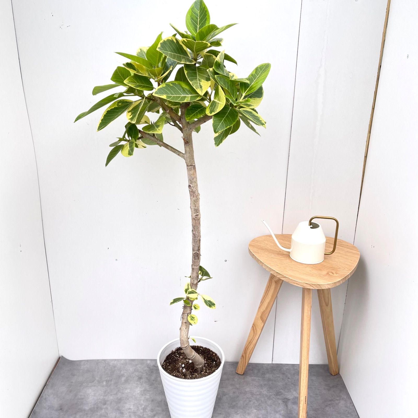 フィカス アルテシマ 曲がり 33【現品】観葉植物 室内 大型 - メルカリ