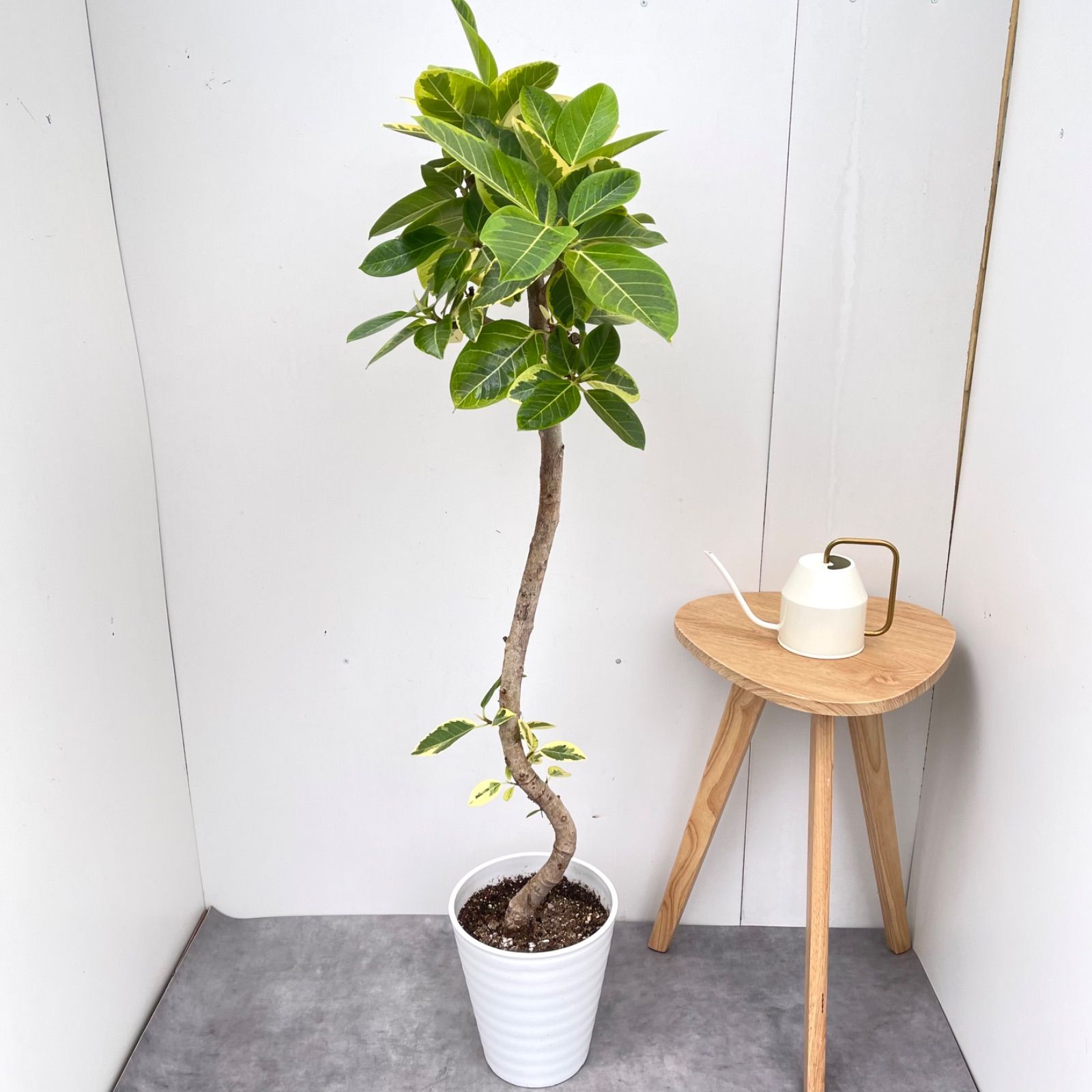 ［現品］91番　フィカス　アルテシマ　曲がり　7号　観葉植物　室内　大型　背高め フィカス アルテシマ 曲がり 33【現品】観葉植物 室内 大型 - メルカリ