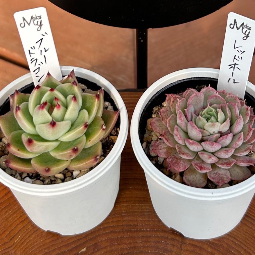 ブルードラゴン×レッドホール｜多肉植物2苗セット｜発根済み抜き苗