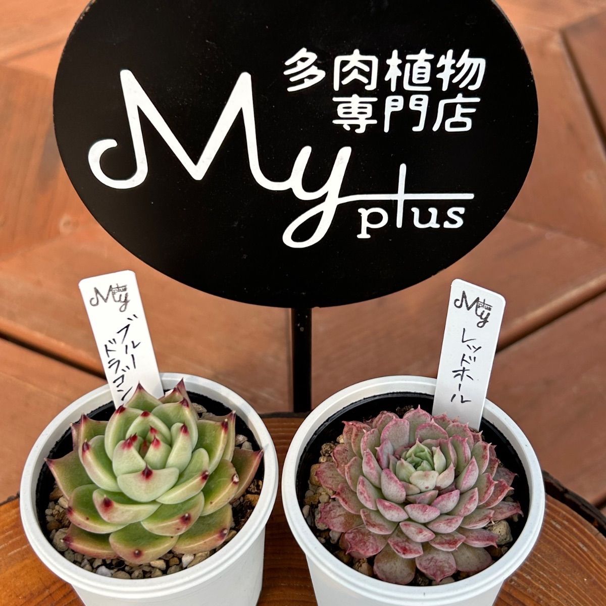 ブルードラゴン×レッドホール｜多肉植物2苗セット｜発根済み抜き苗