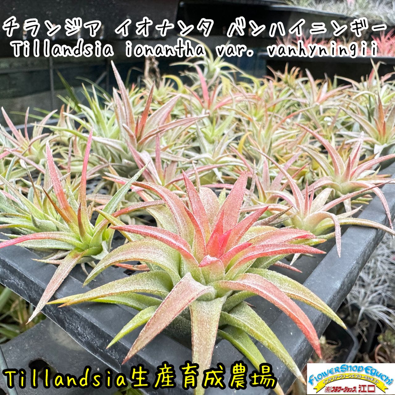 現品＊ 低温下で紅葉進行中＊ チランジア イオナンタ バンハイニンギー