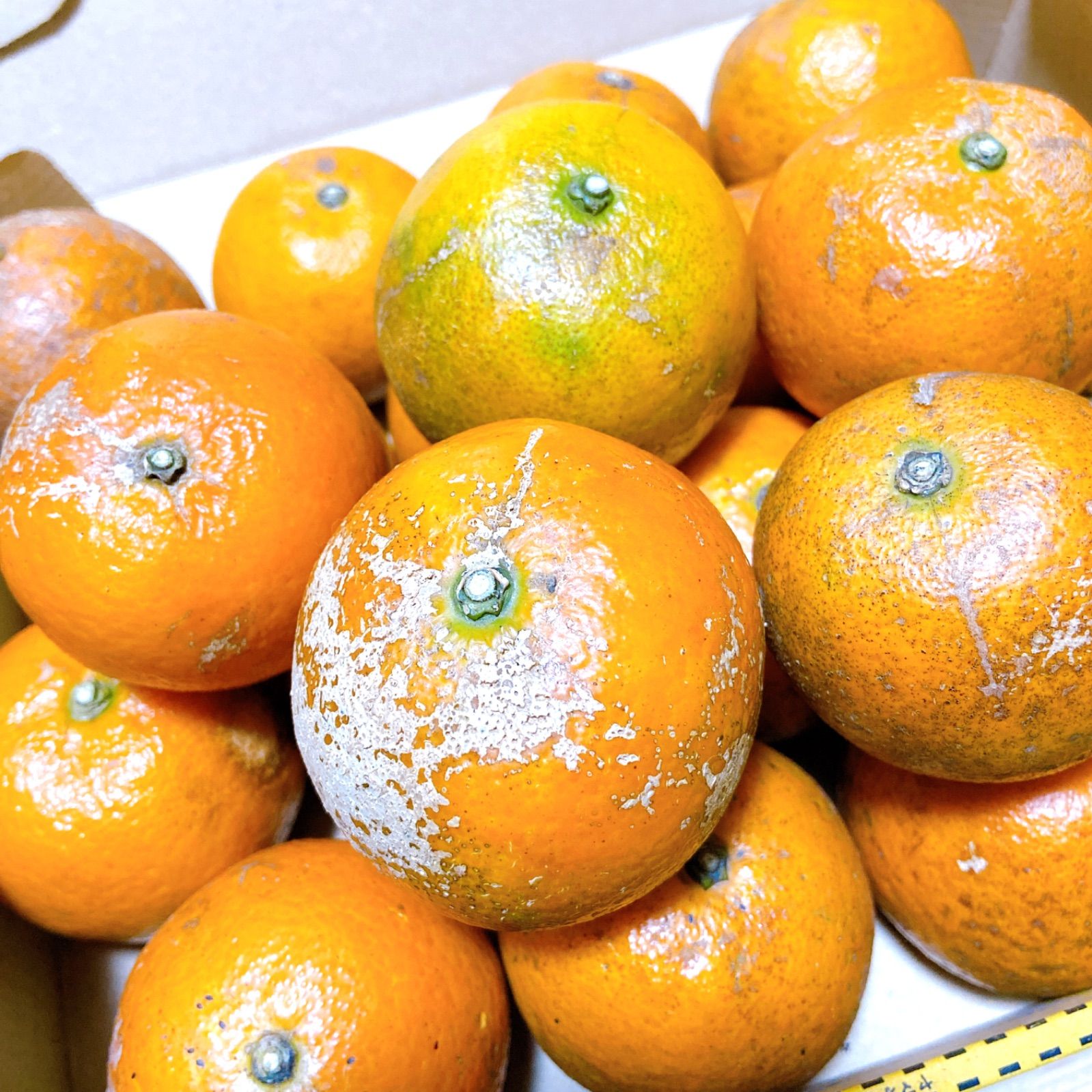 2 世界自然遺産 奄美大島産 完熟たんかん 10キロ 特産品 加工用 柑橘