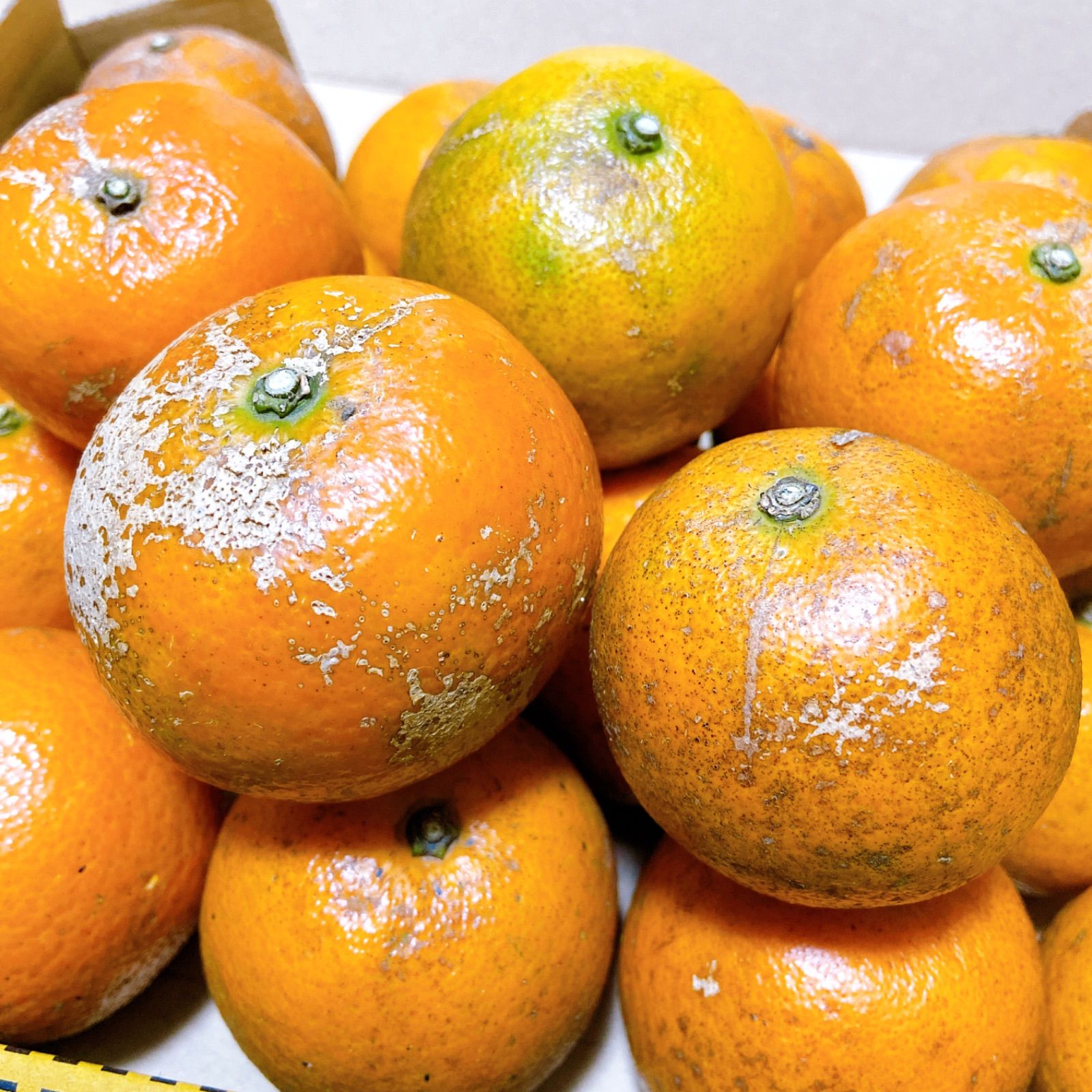 2 世界自然遺産 奄美大島産 完熟たんかん 10キロ 特産品 加工用 柑橘