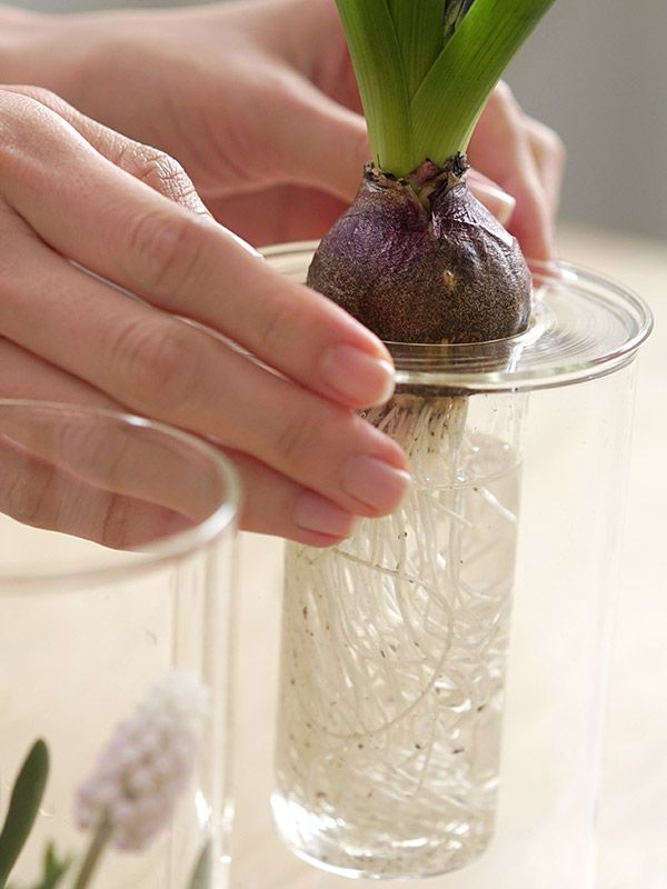 花瓶 PINO ガラスベース ストレート クリア アクシス ホームステッド