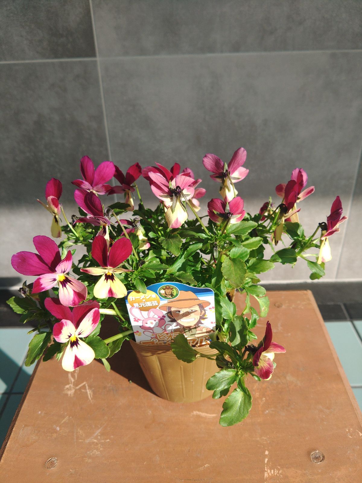 カーメン君✕見元園芸コラボ ビオラ - メルカリ